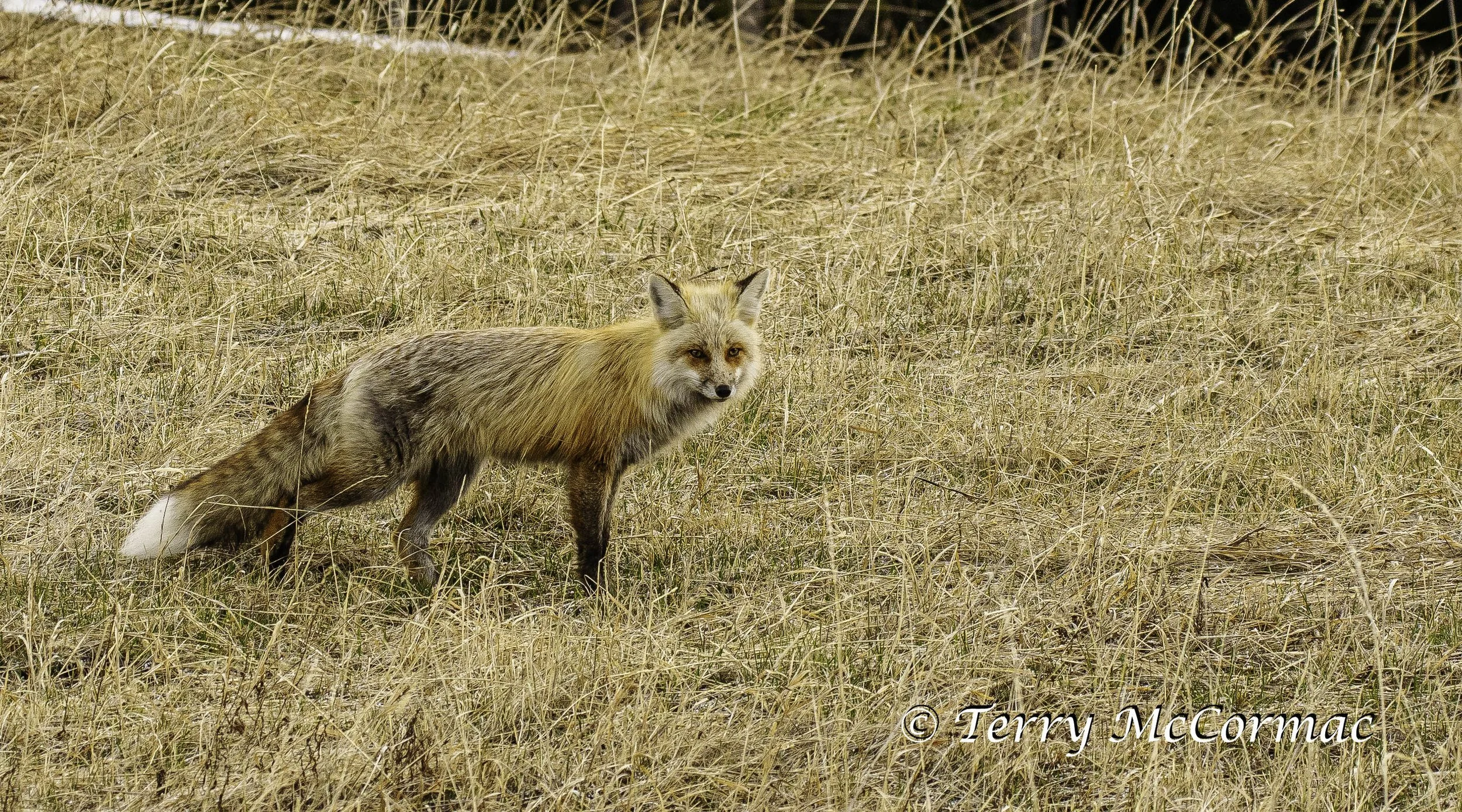 Red Fox Yellowstone National Park, WY
