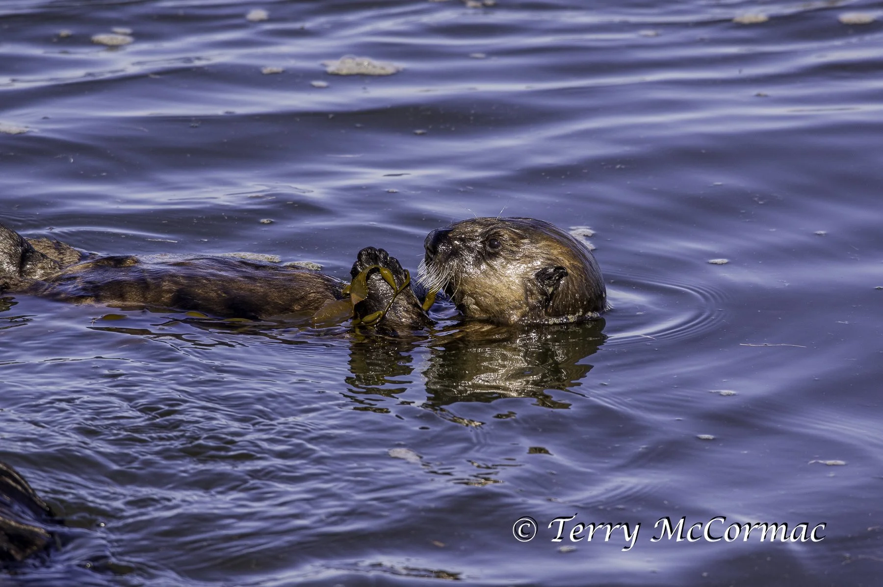 Sea Otter, Moss Landing, CA