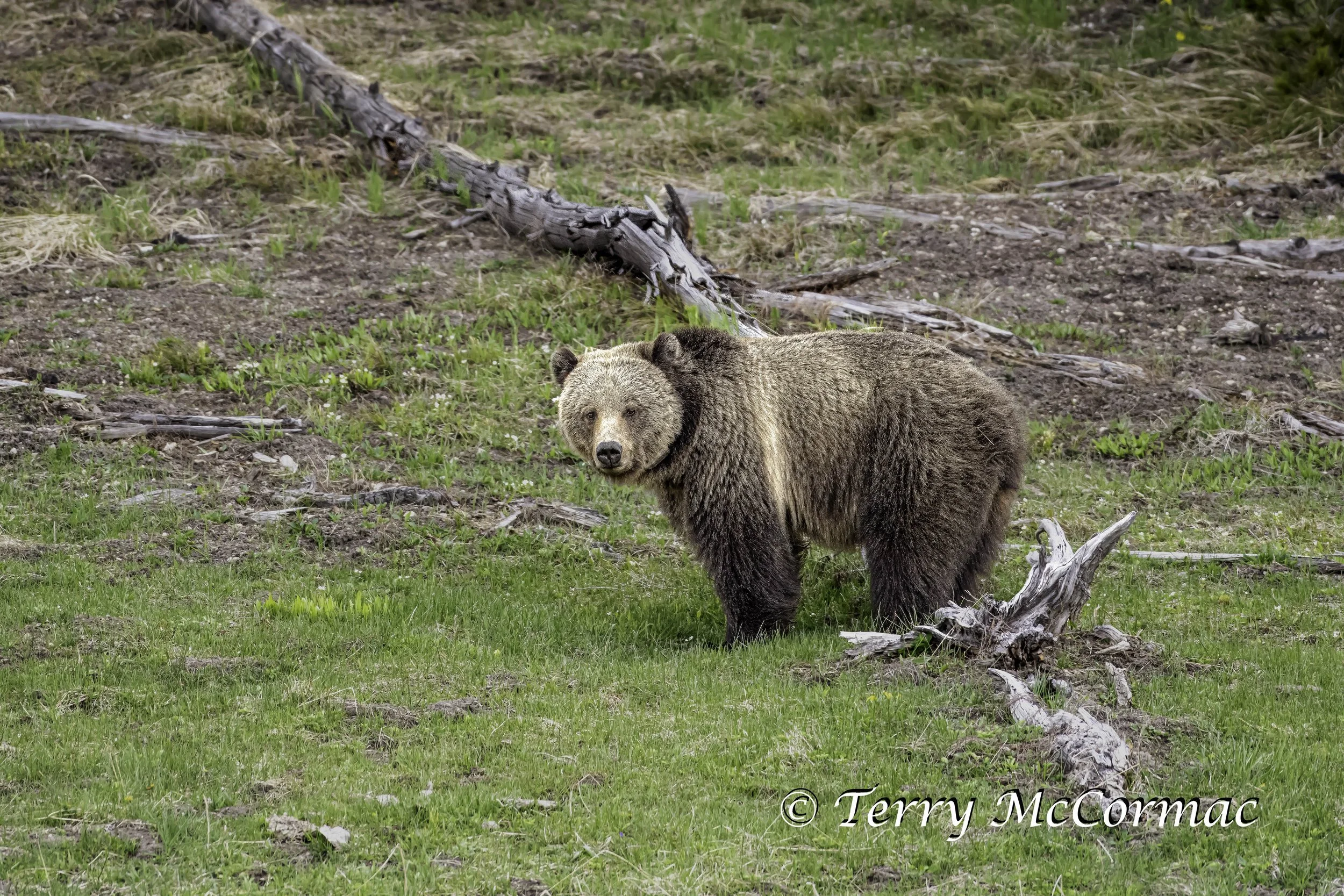 Grizzly Bear, Yellowstone National Park