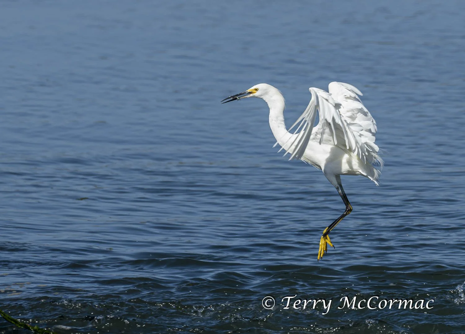 Snowy Egret , Moss Landing, CA