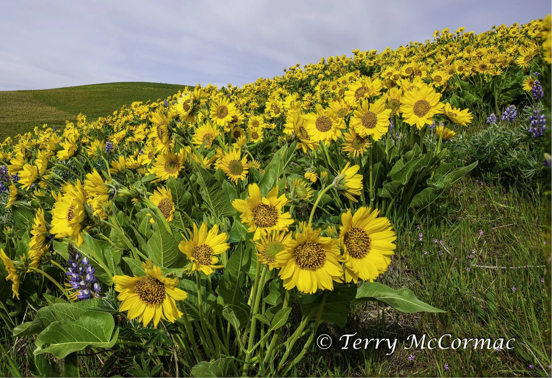 Wild Flowers, Balsamroot & Lupine, Columbia Hills State Park 