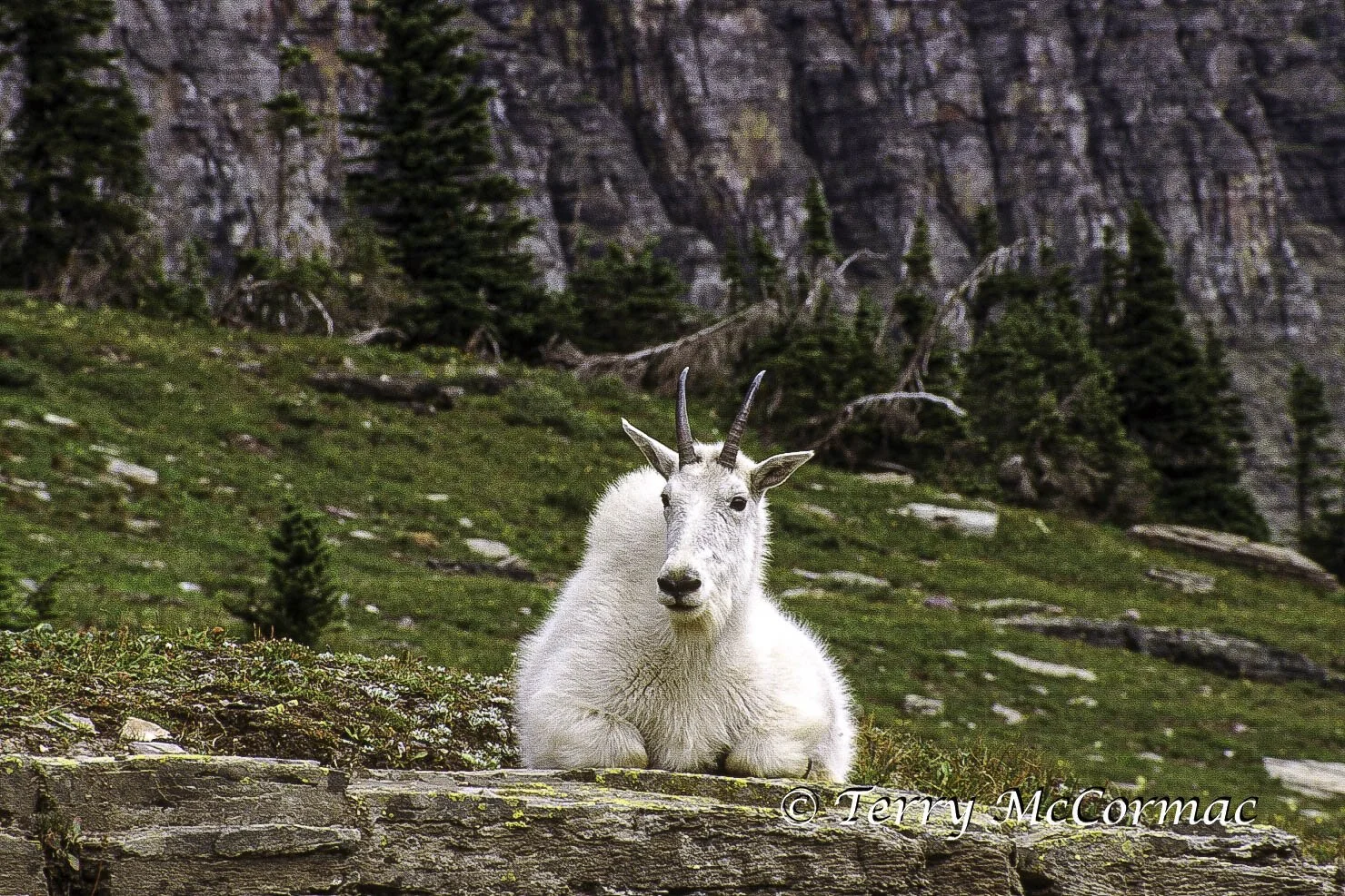 Mountian Goat, Glacier National Park, Montana
