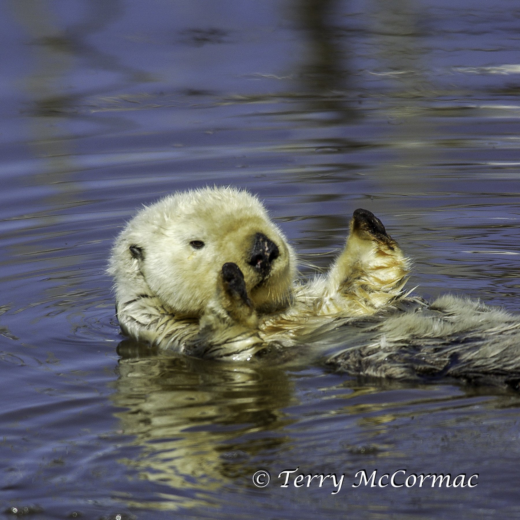 Sea Otter, Moss Landing, CA