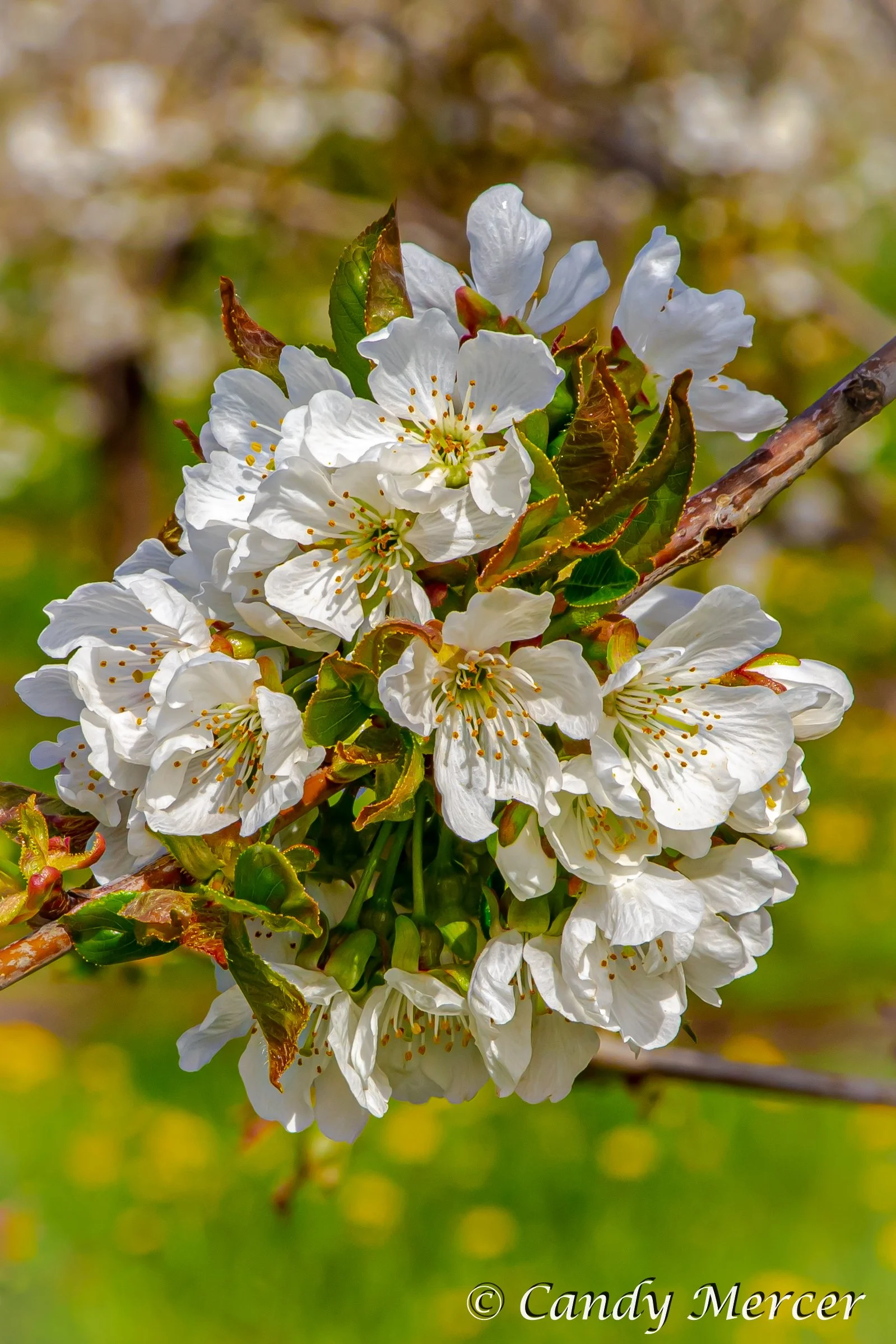 flowering tree