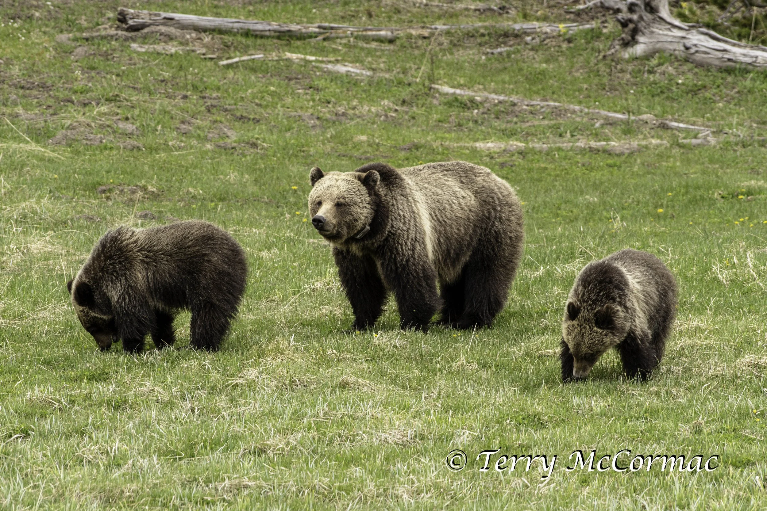 Grizzly Bear Mom with Cubs, Yellowstone National Park, WY