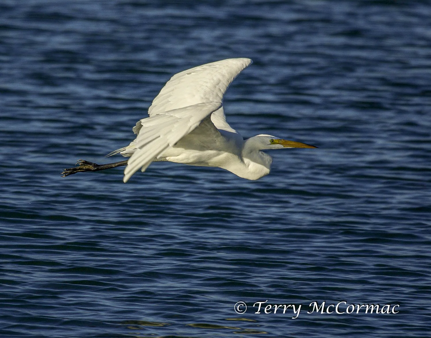 Great Egret in flight, Moss Landing CA