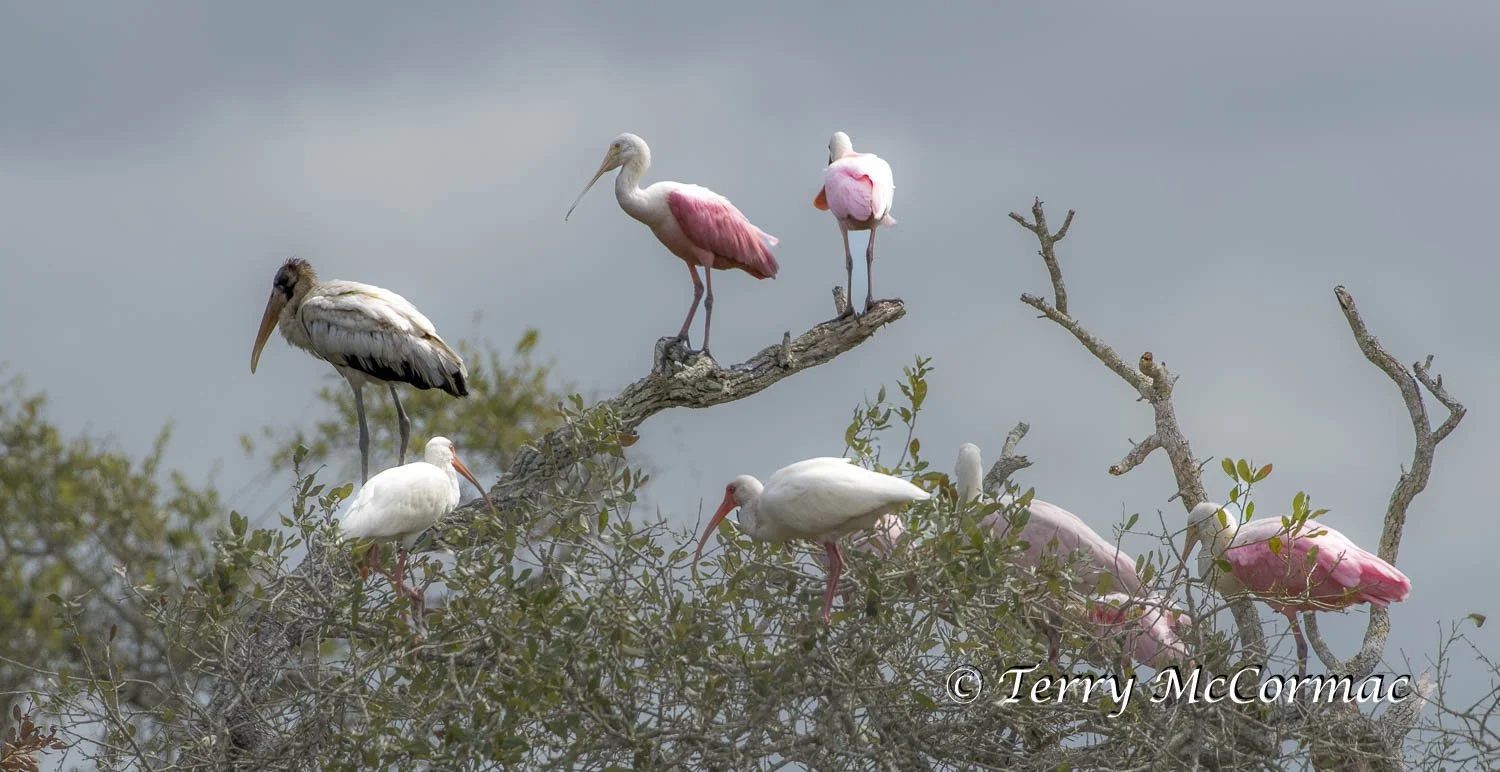 Roseate Spoonbill. Wood Stork, White Ibis, Texas
