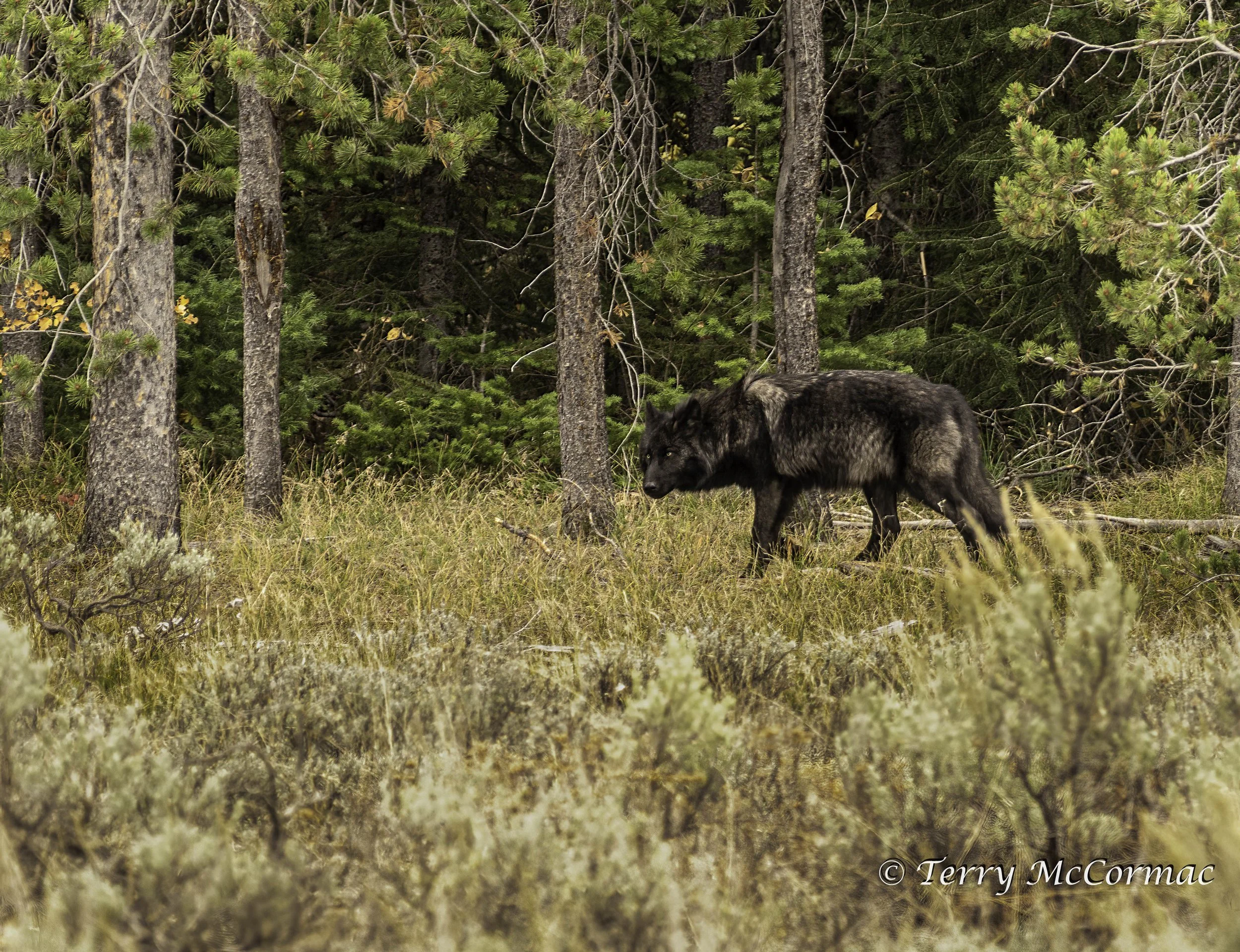 Gray Wolf Grand Teton National Park, WY