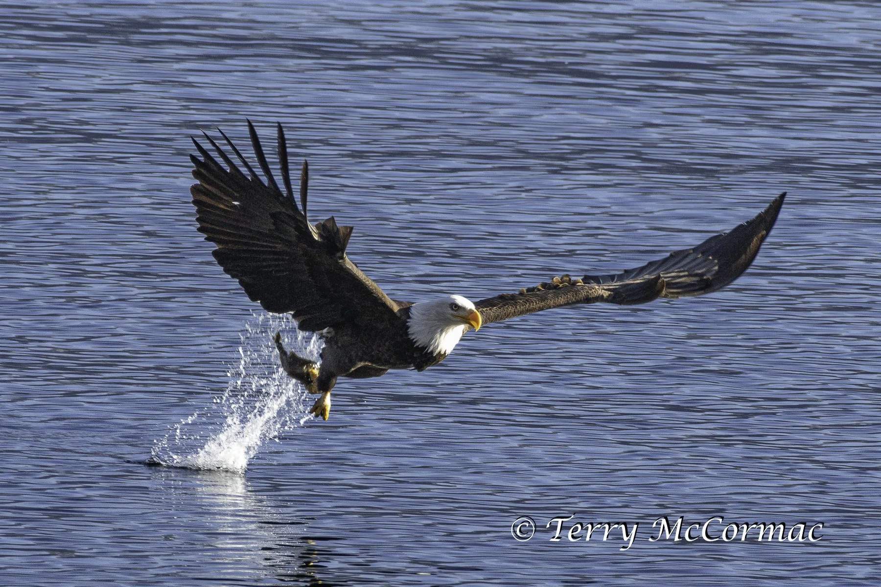 Adult Bald Eagle fishing, Lake Coeur d'Alene, Idaho