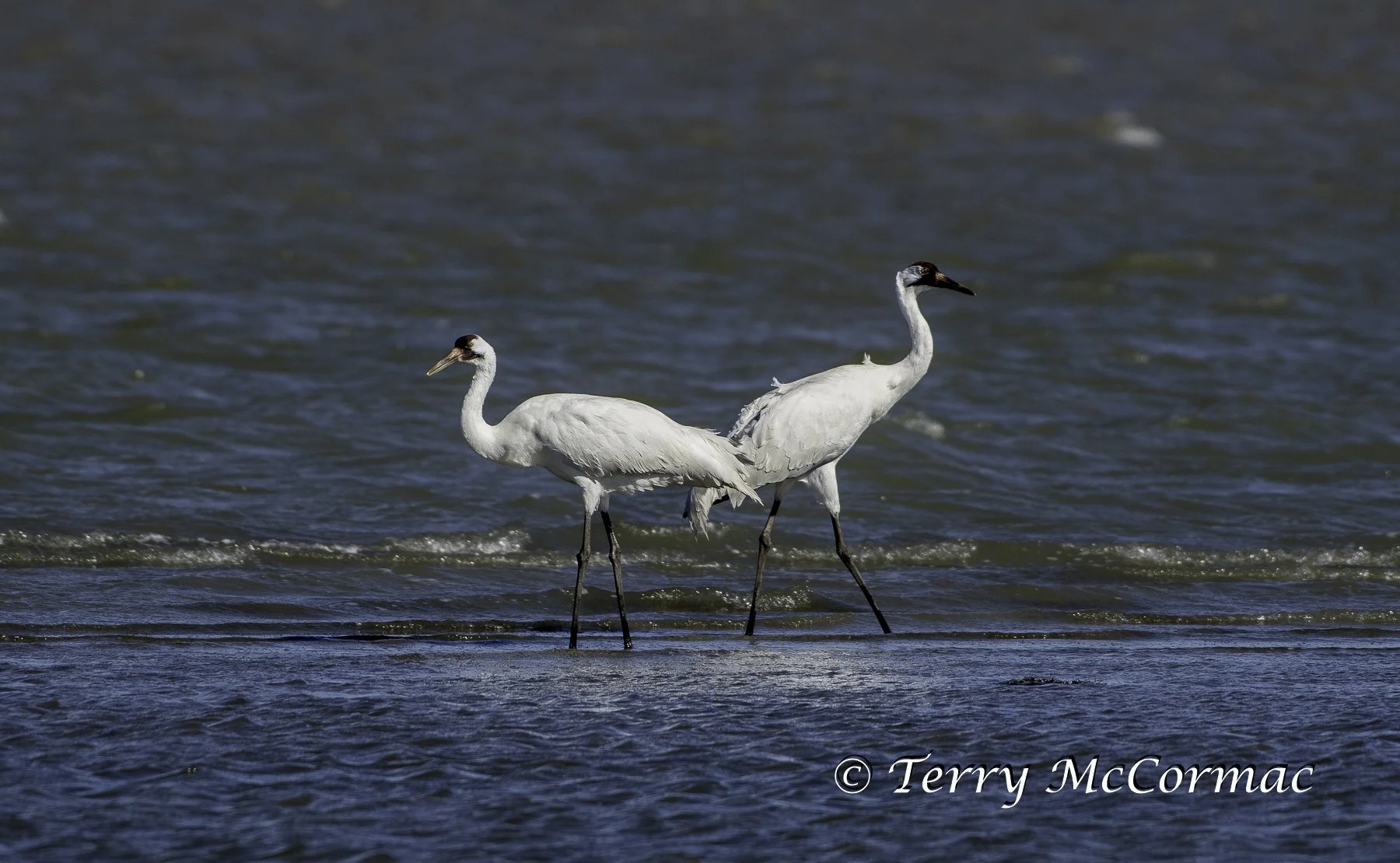 Whooping Cranes on the Gulf of Mexico
