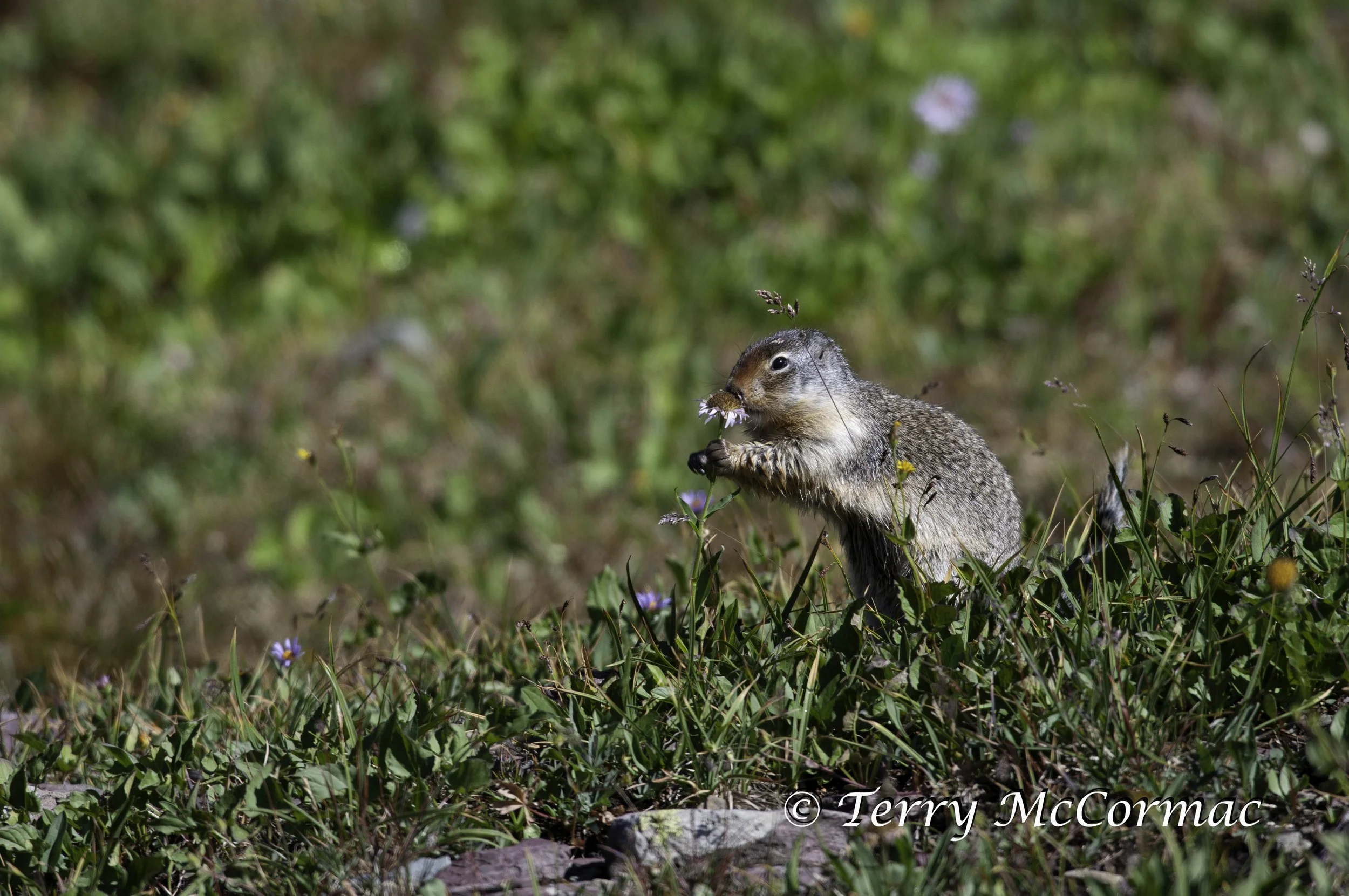 Columbian Ground Squirrel, Glacier National Park