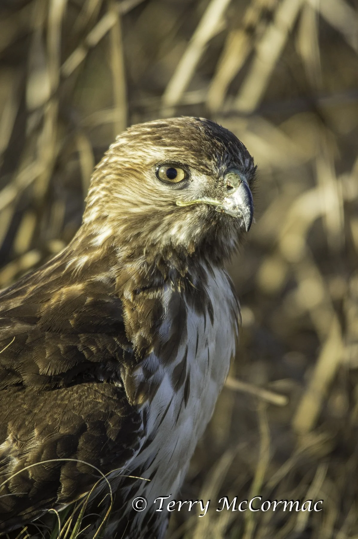 Red Tailed Hawk, Merced National Wildlife Refuge, CA
