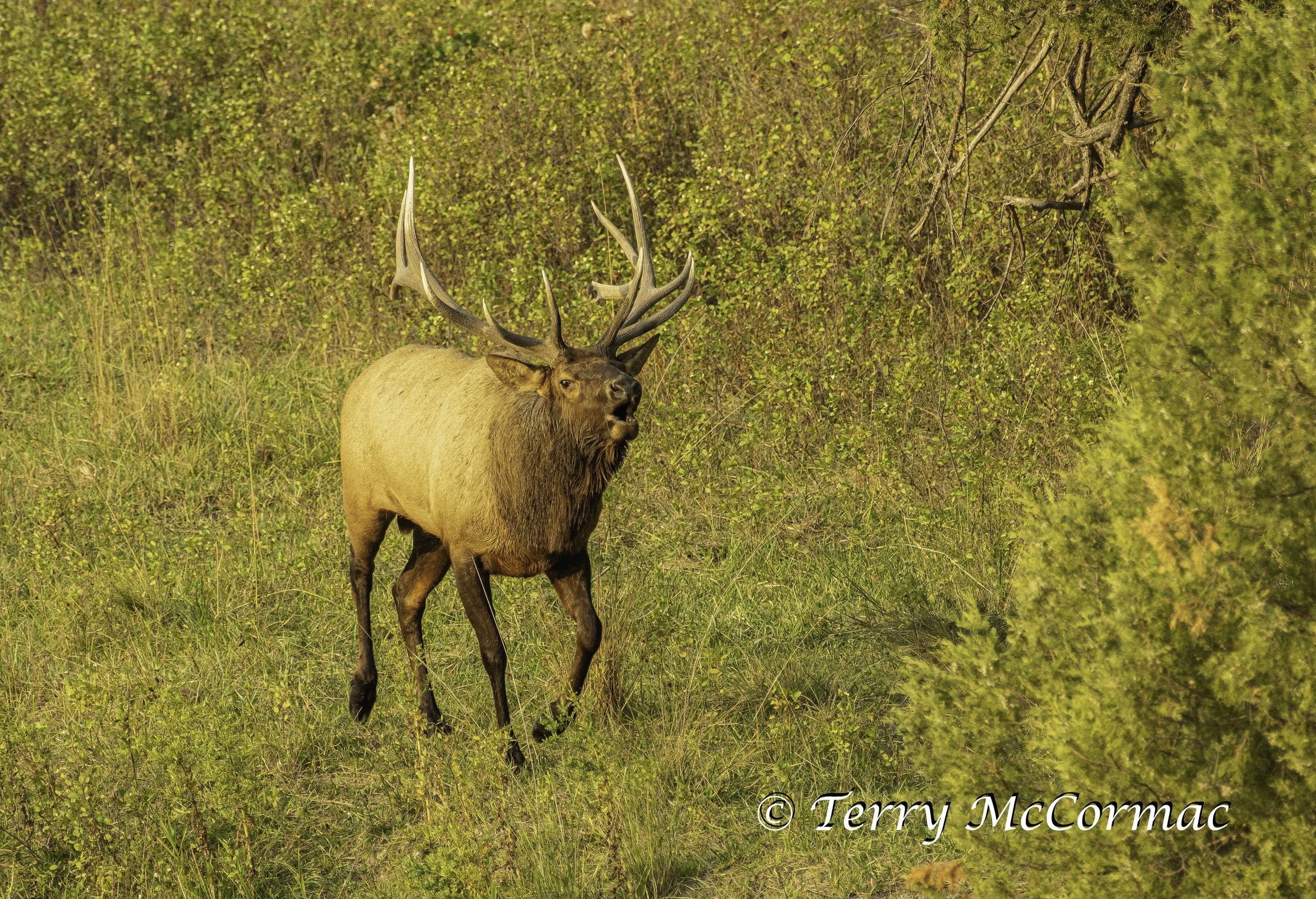 Bull Elk  The Bison Range, Montana