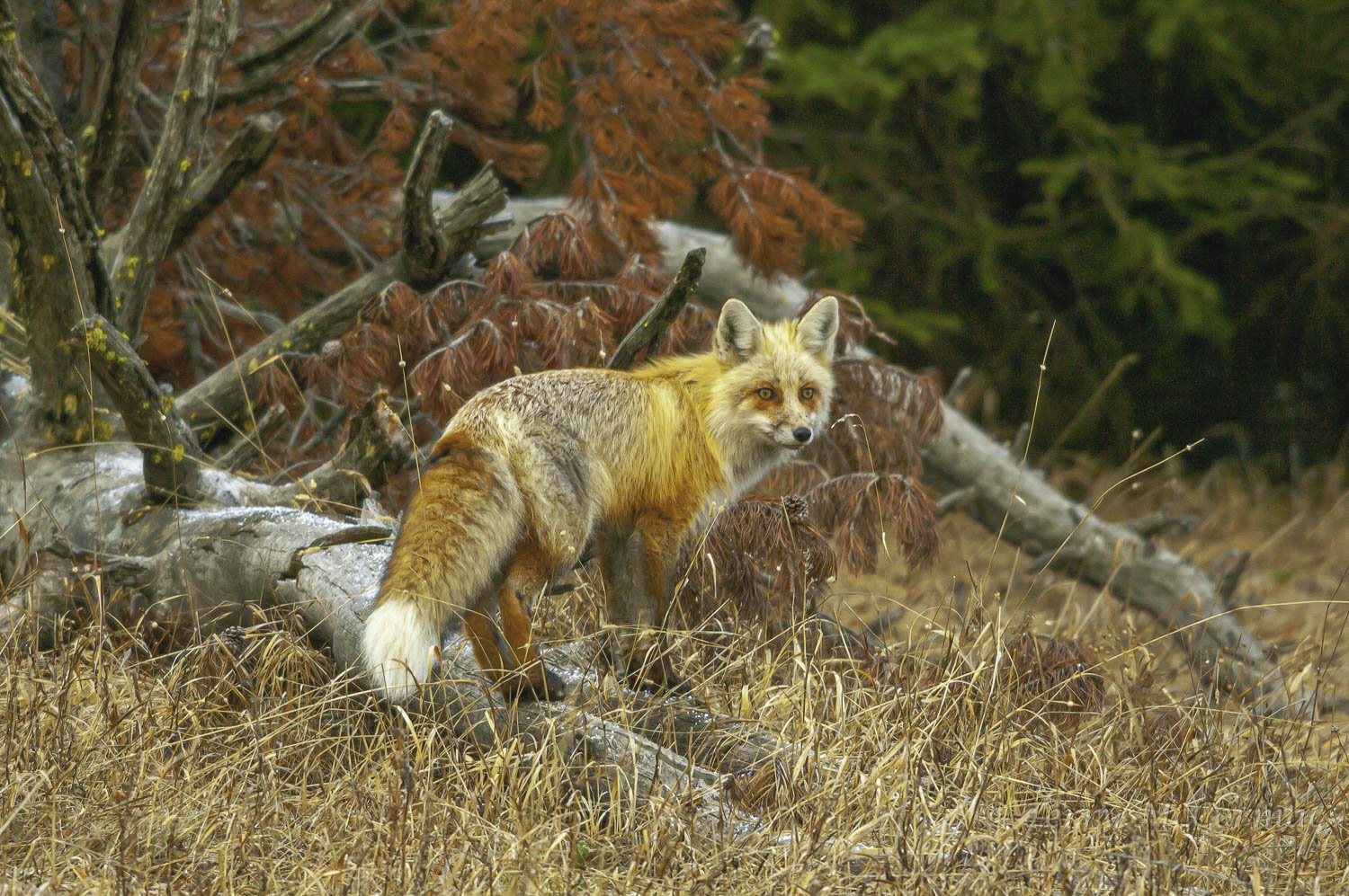 Red Fox, Yellowstone National Park