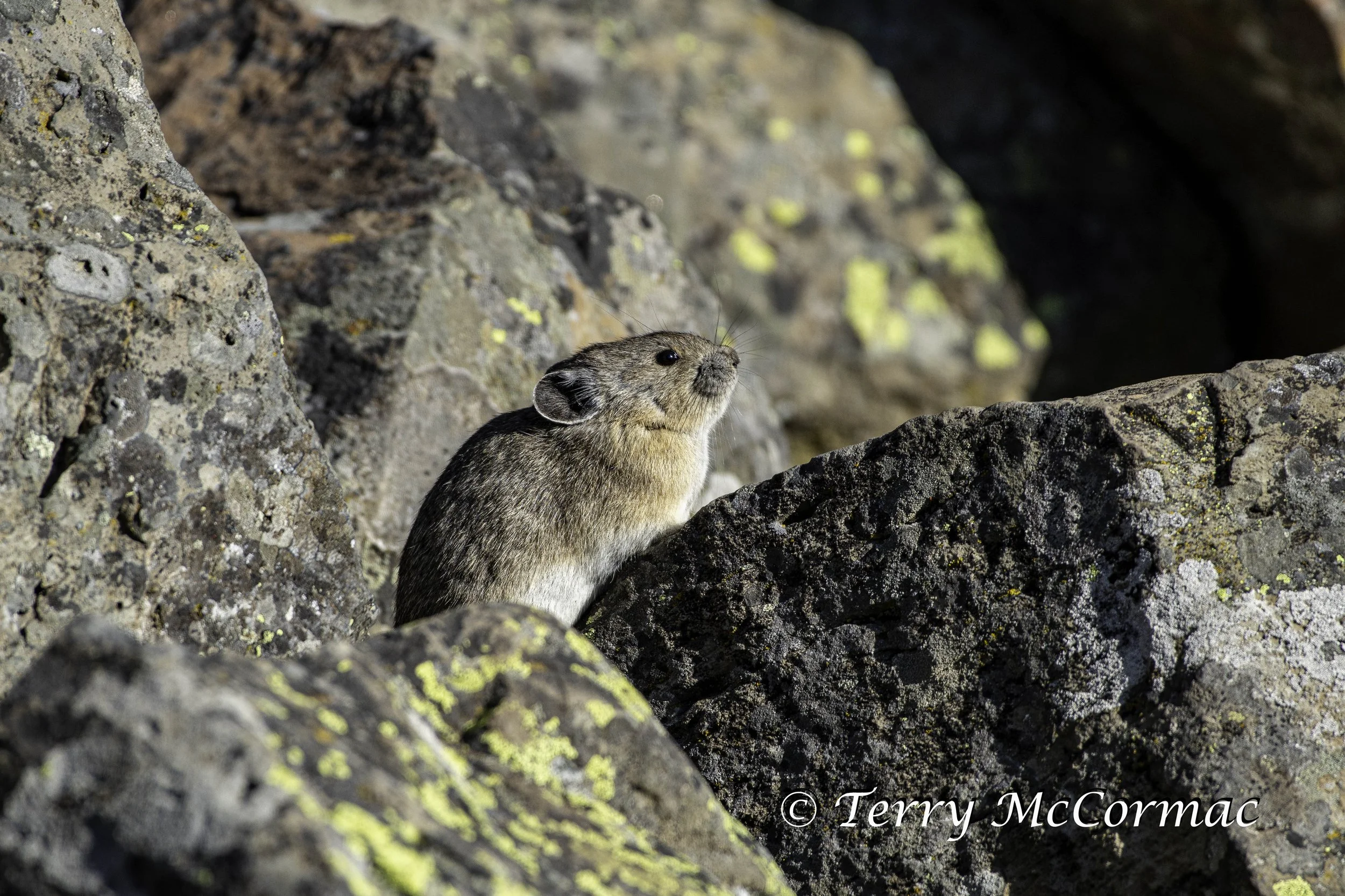 Pika, Yellowstone National Park, WY