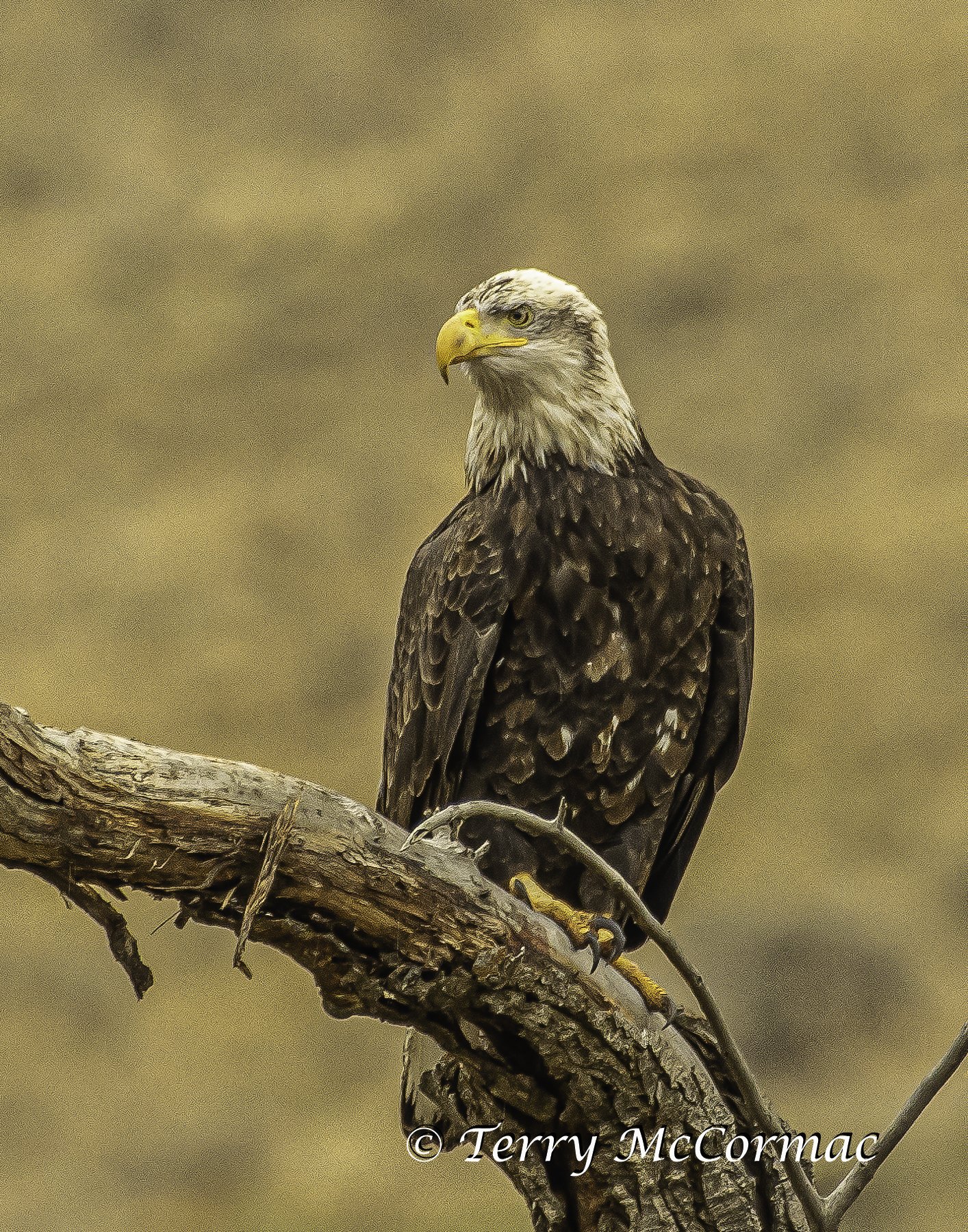 Bald Eagle, WA