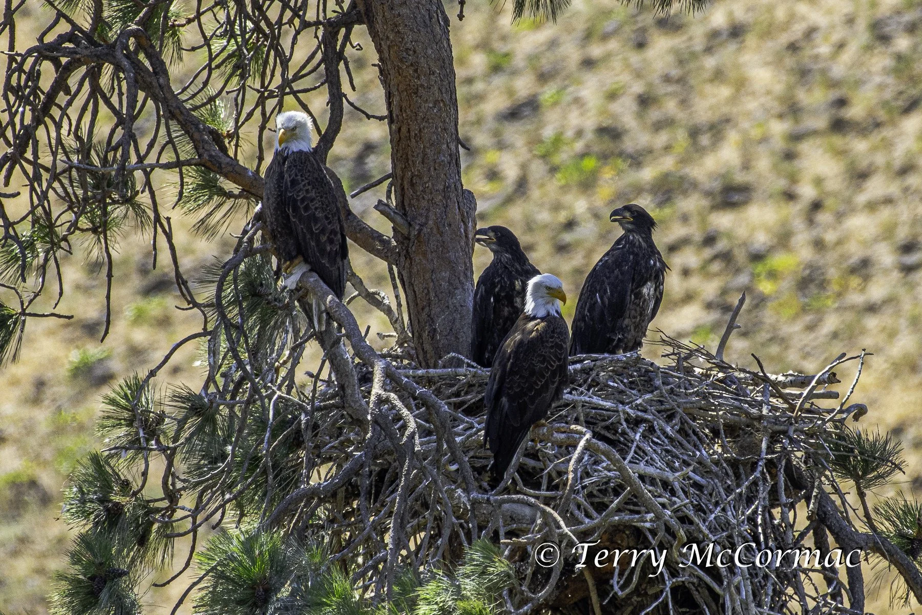 Bald Eagle Nest with young, Yakima Canyon, WA