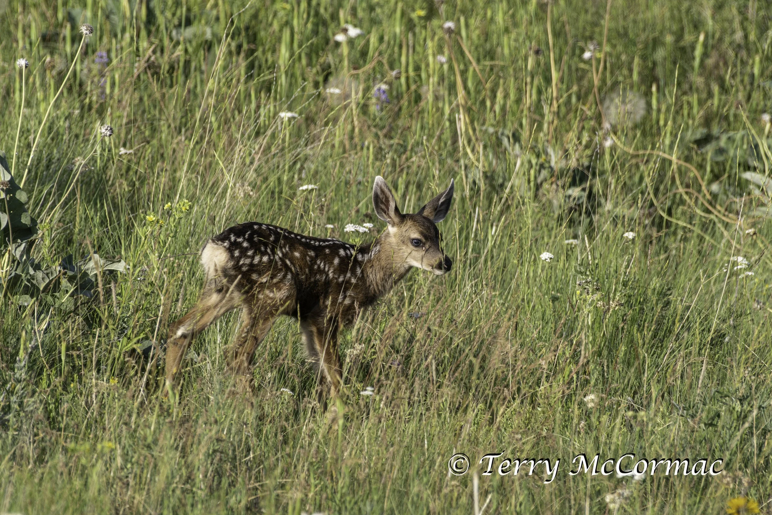 White Tailed Deer, Doe, The Bison Range, Montana