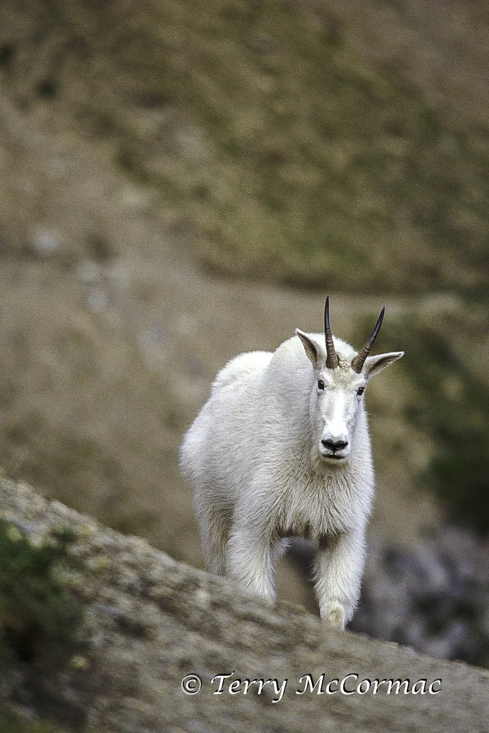 Mountian Goat, Glacier National Park, Montana