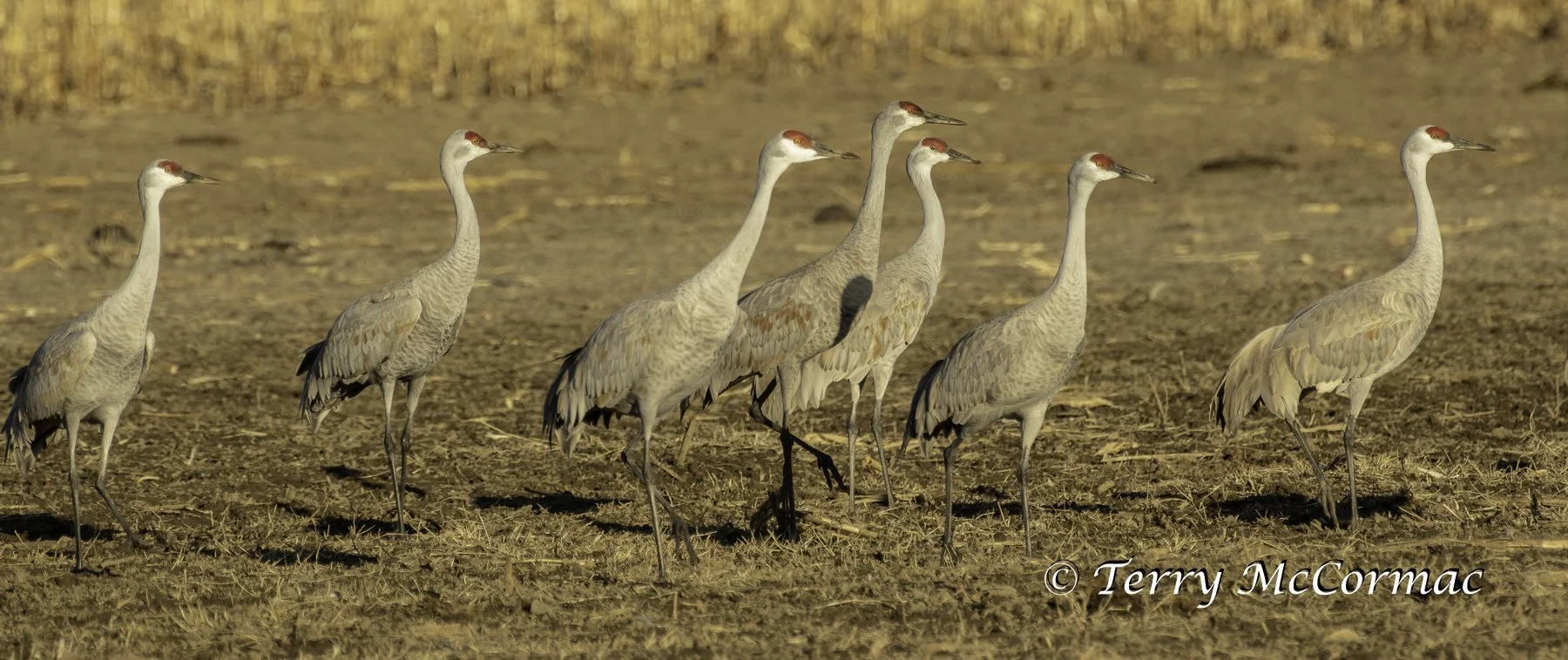 Sandhill Cranes at Barker Ranch, Richland, WA