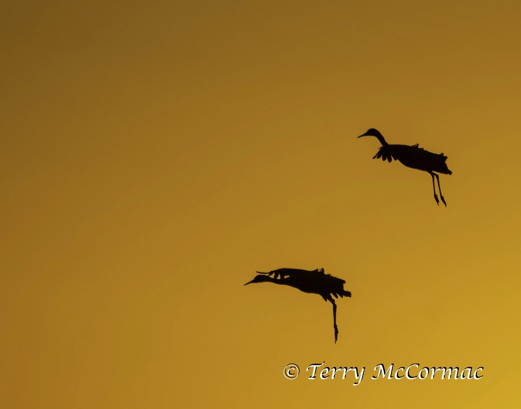 "Sandhill Sunset!"