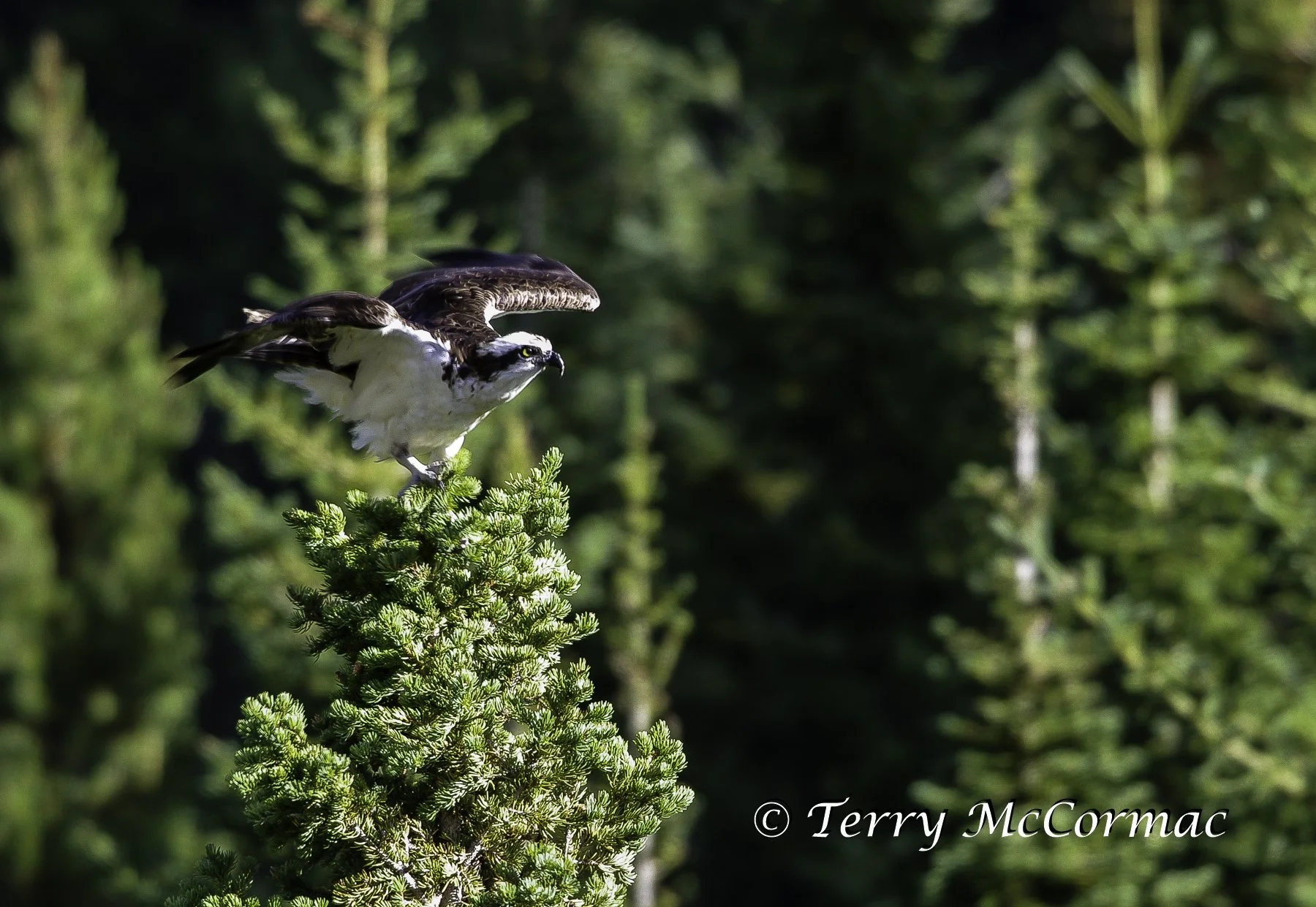 Osprey Glacier National Park