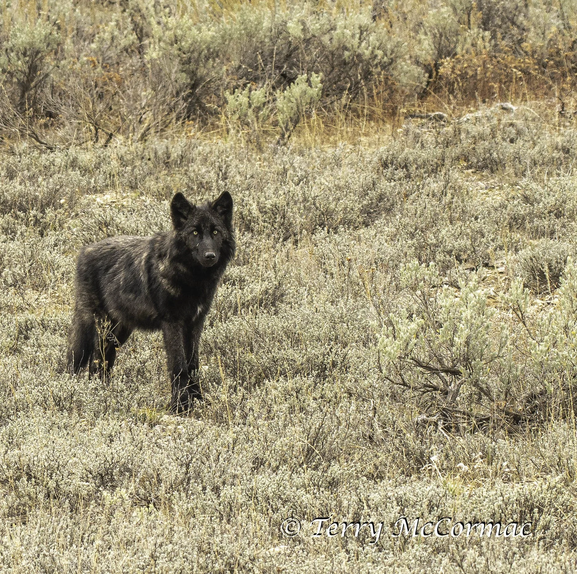 Gray Wolf Grand Teton National Park, WY