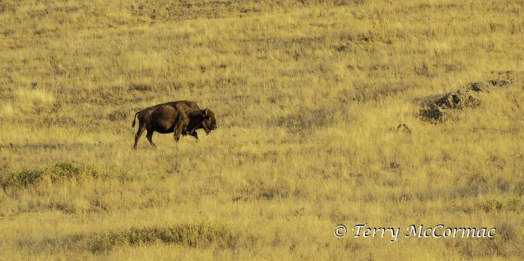 Bison, National Bison Range, Montana