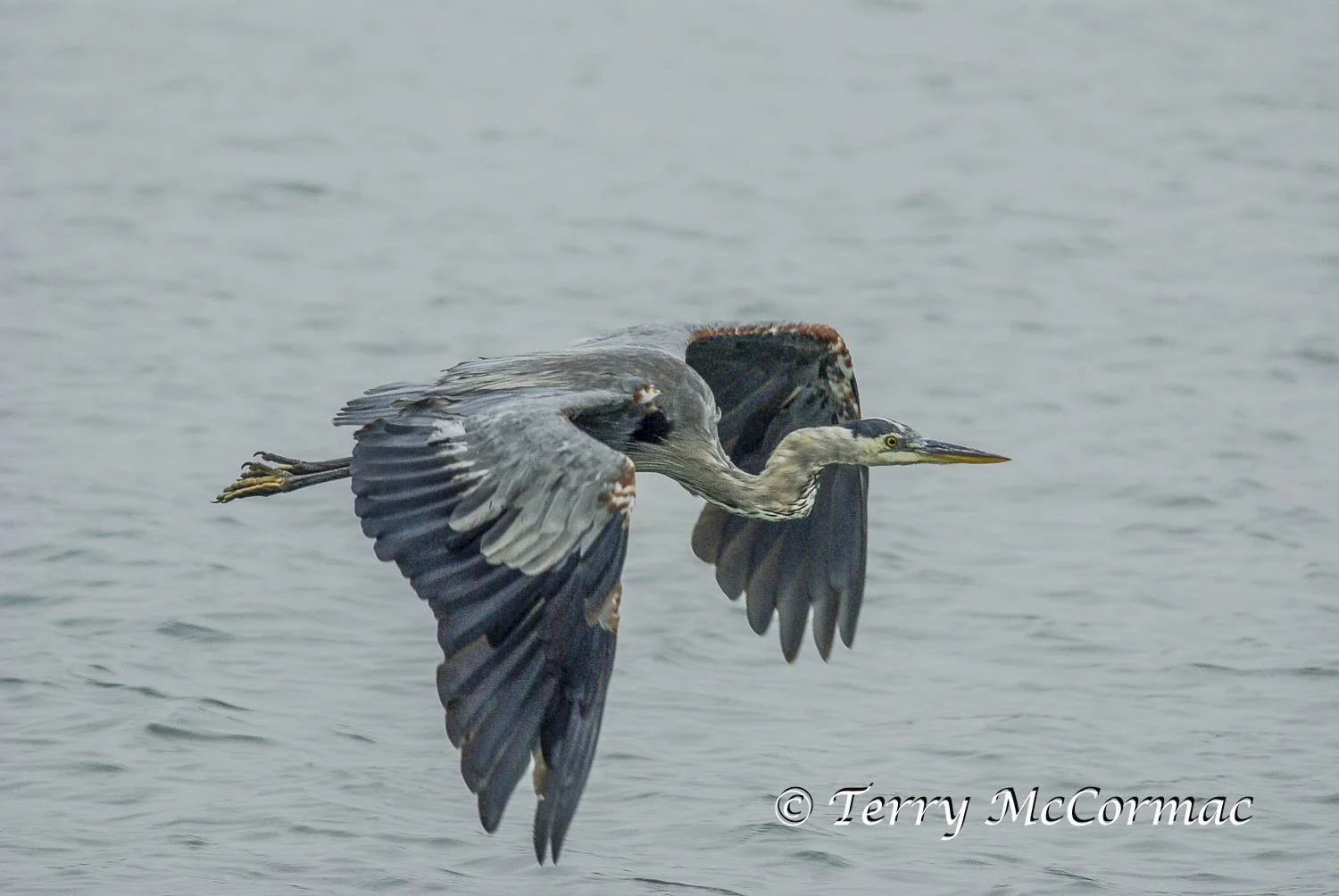 Great Blue Heron, Moss Landing CA