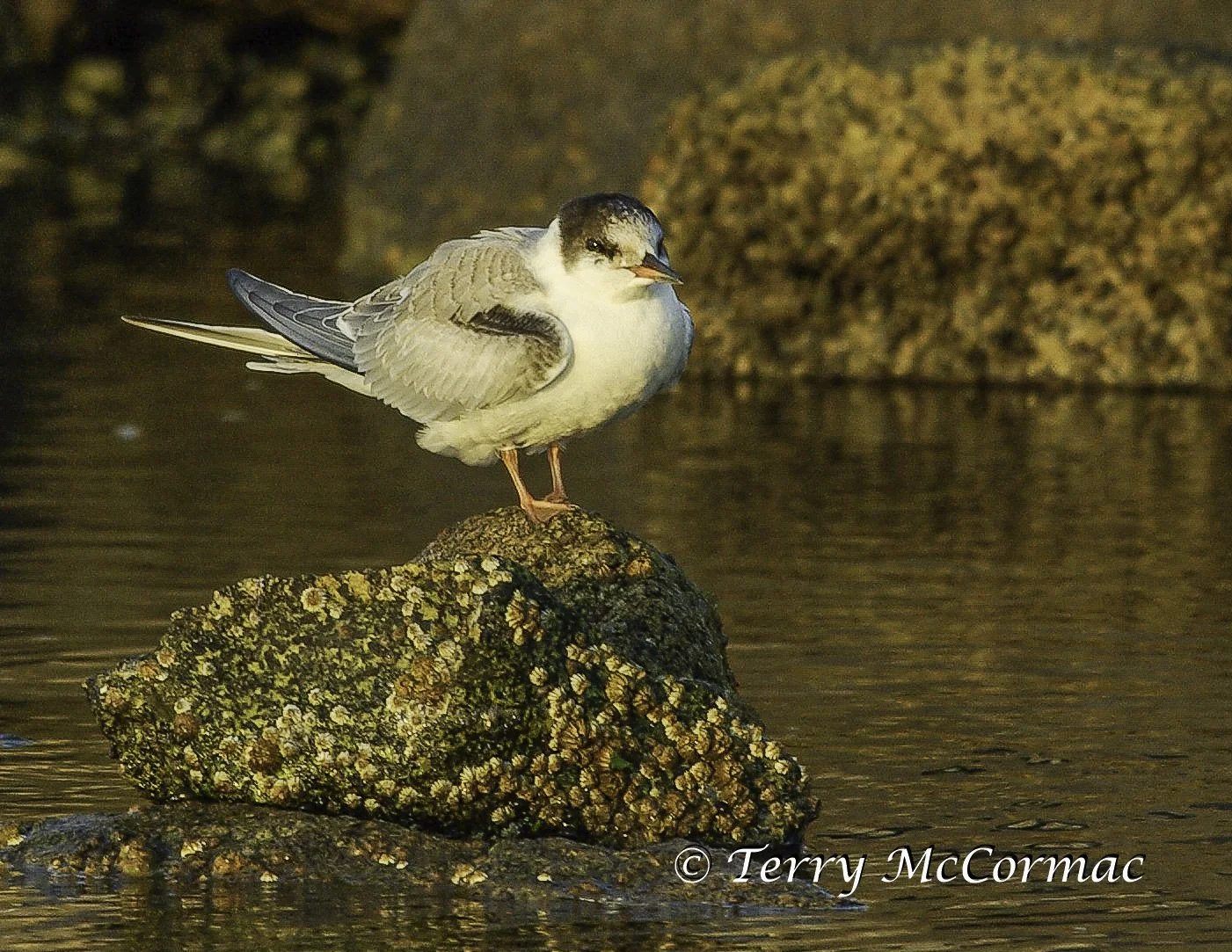 Tern