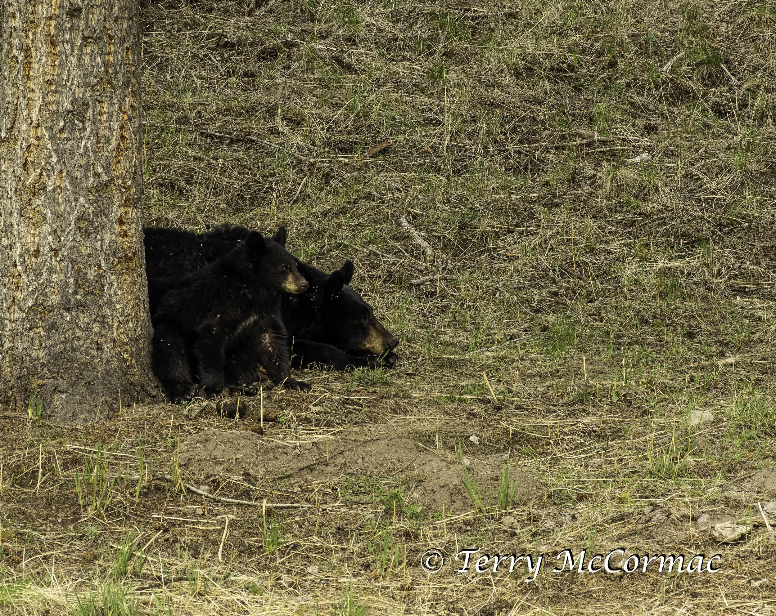 Black Bear Mother with  young (triplets) Yellowstone National Park, WY