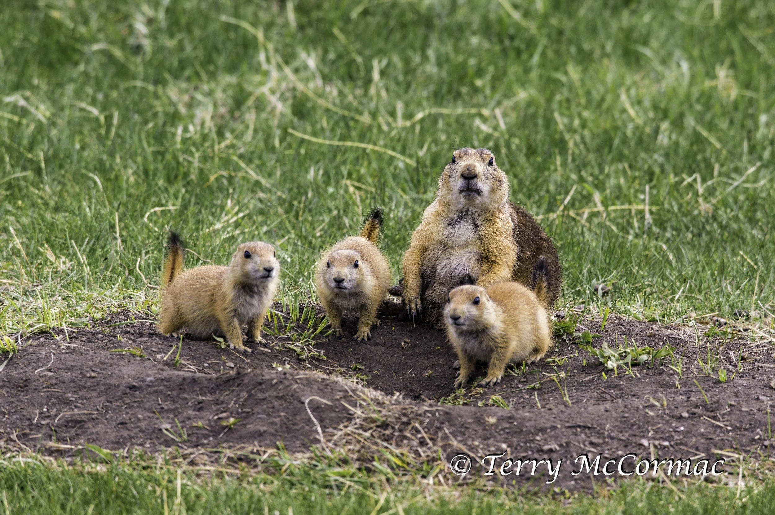 Black-Tailed Prairie Dogs, Custer State Park, SD
