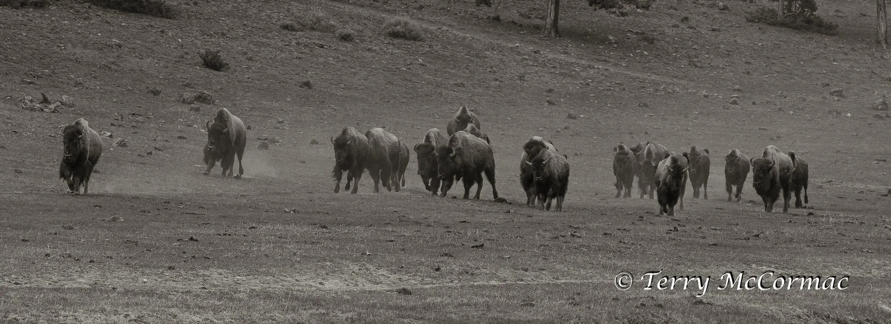 "Charge" Bison Yellowstone national Park, WY