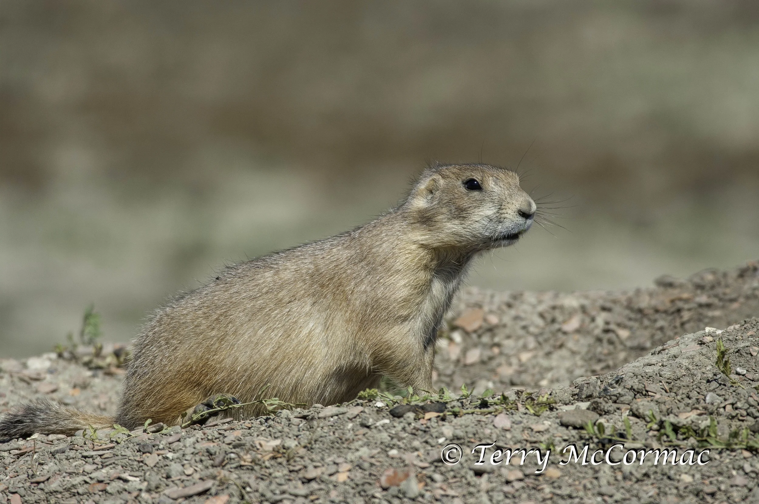 Black-Tailed Prairie Dog, Theodore Roosevelt National Park, North Dakota