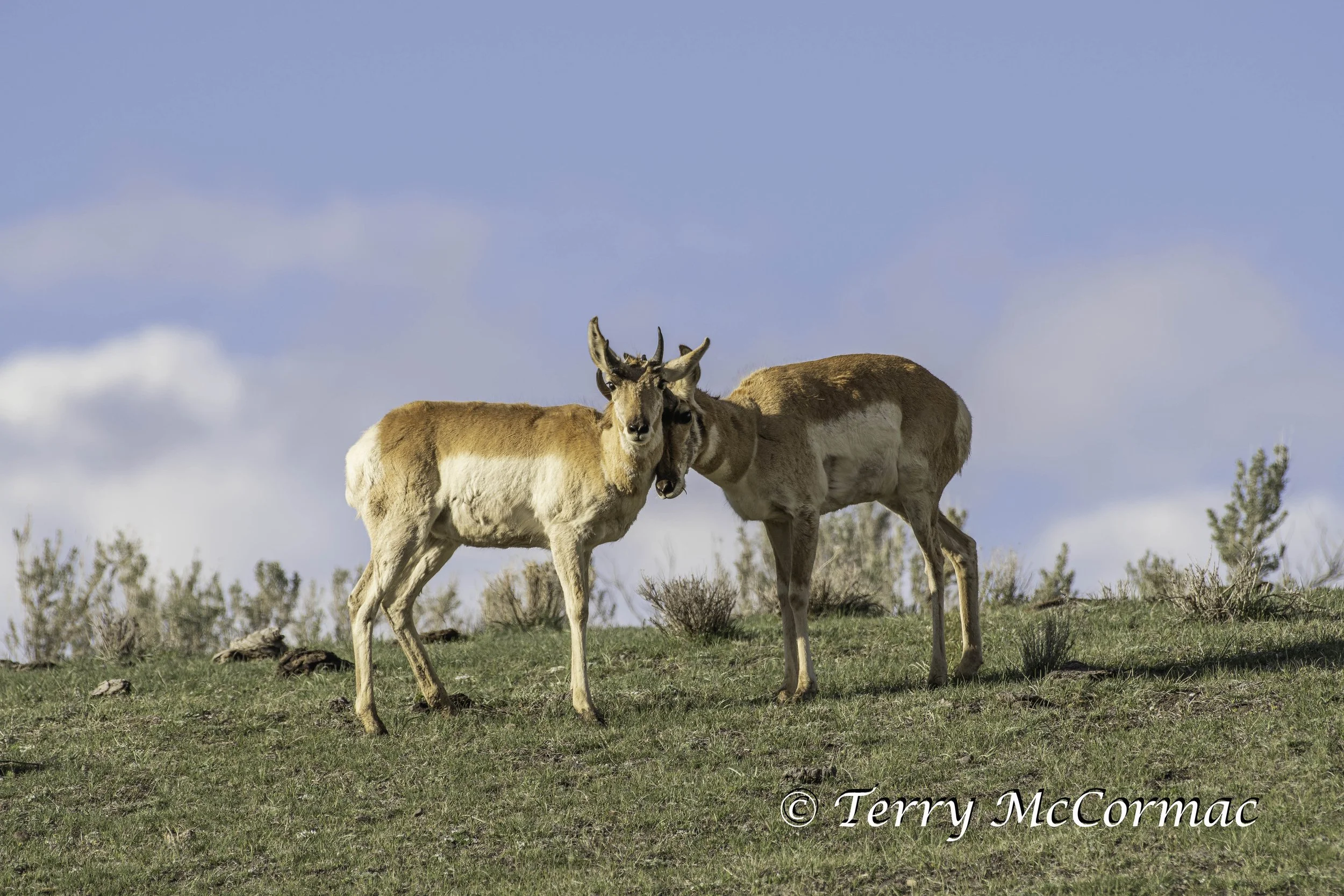 Pronghorn Antelope, Yellowstone National Park, WY