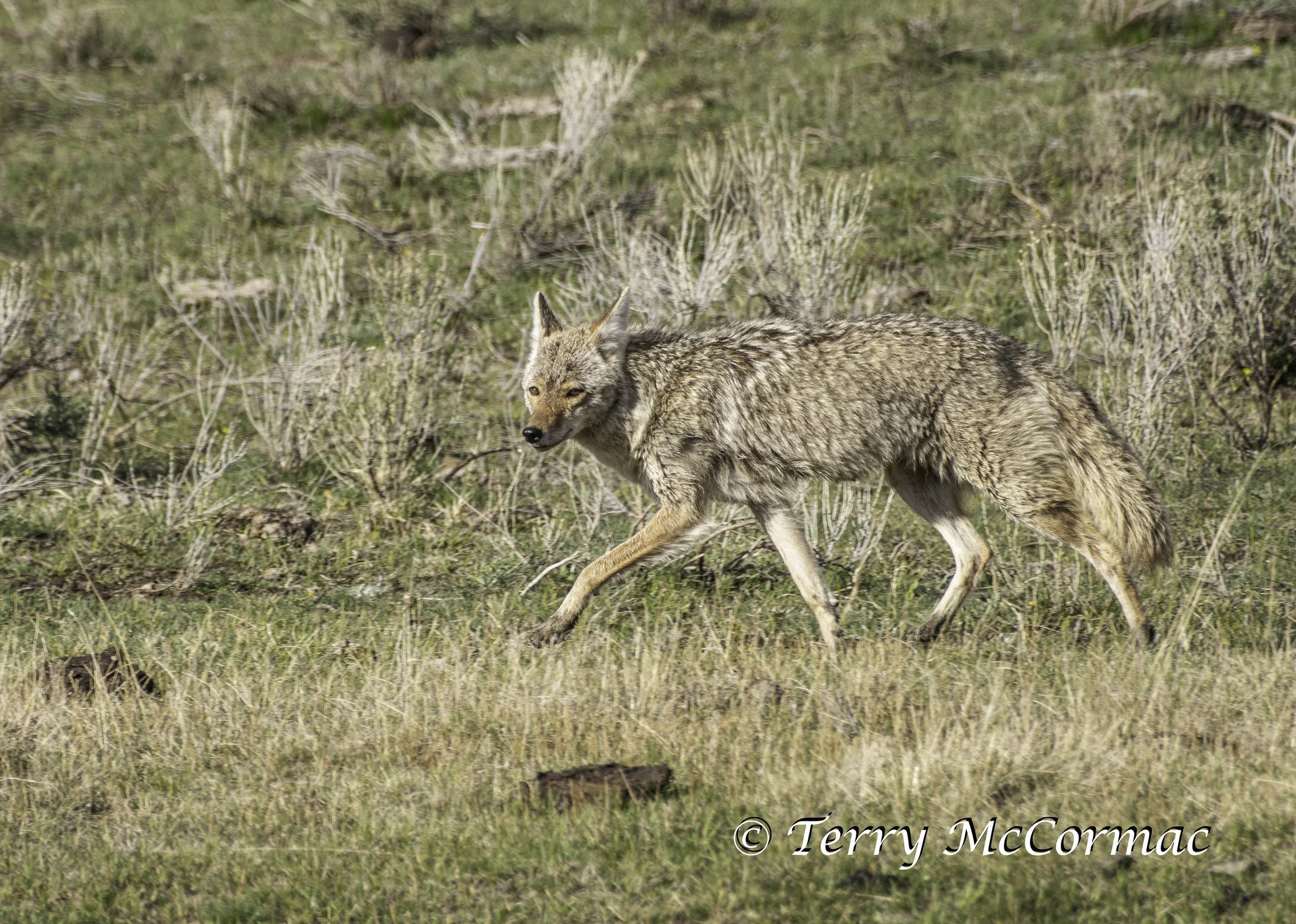 Coyote Yellowstone National Park, WY