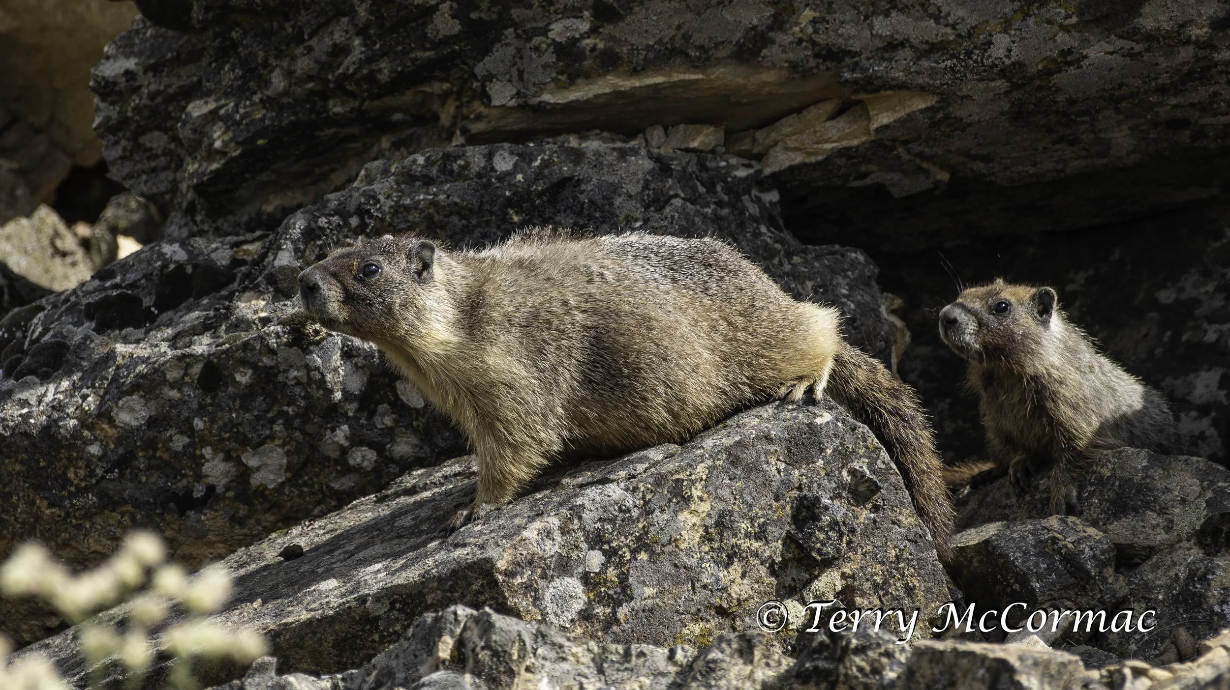Marmot Steptoe Butte State Park, WA