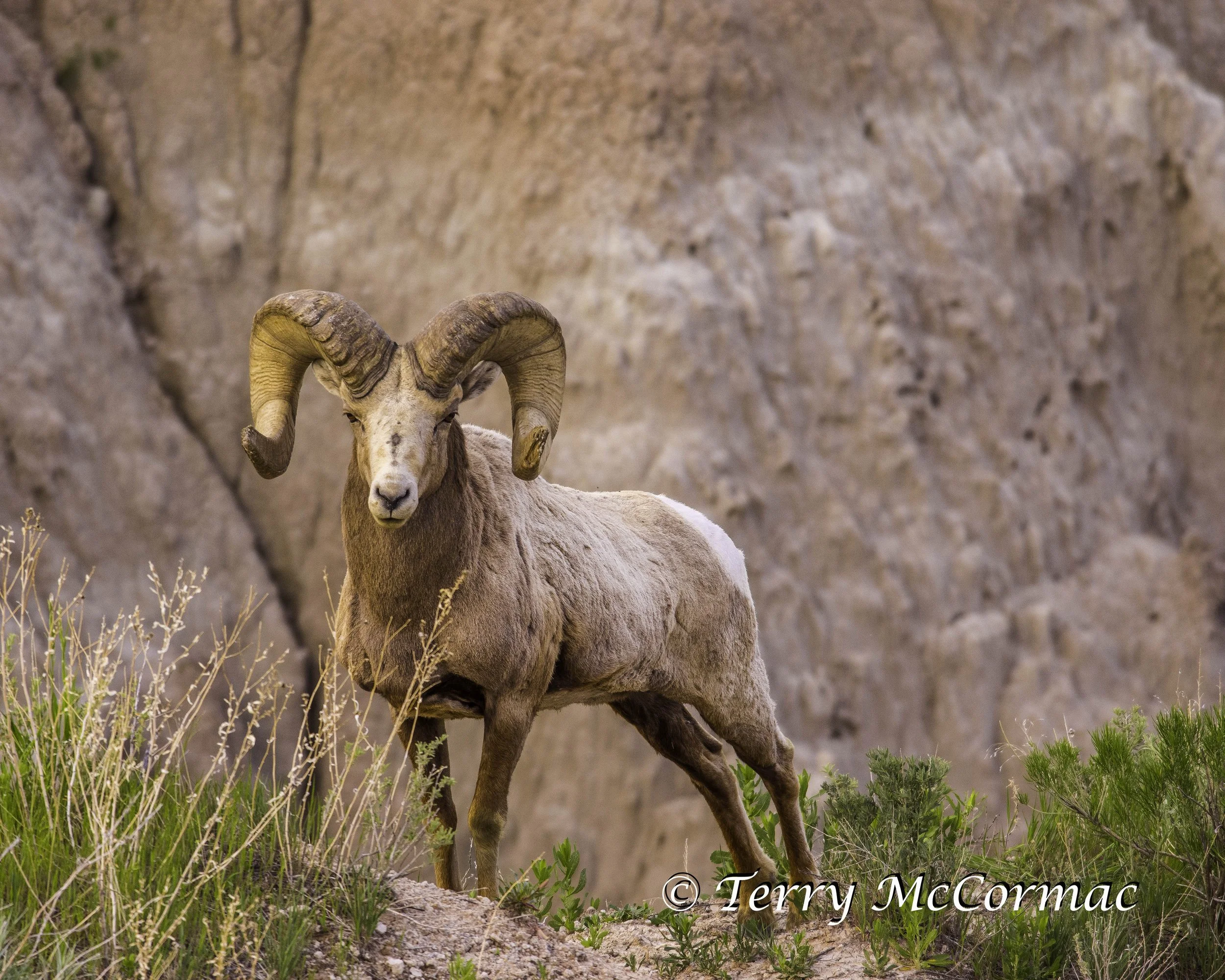 Rocky Mountain Bighorn Ram, Badlands National Park, SD