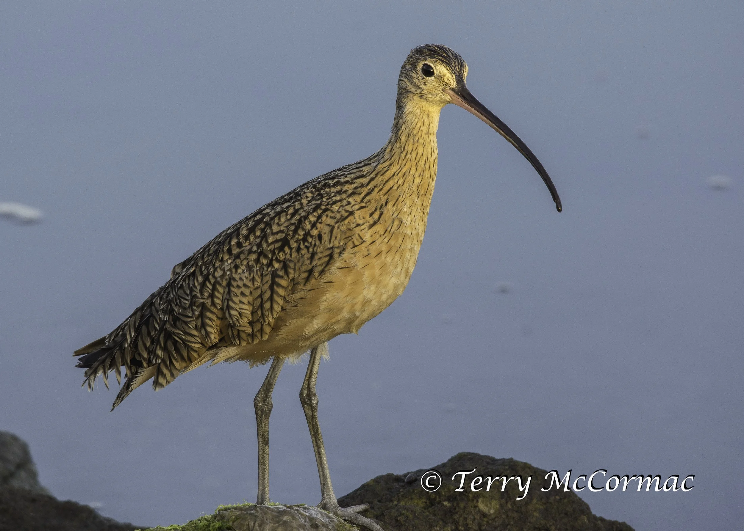 Long-billed Curlew 