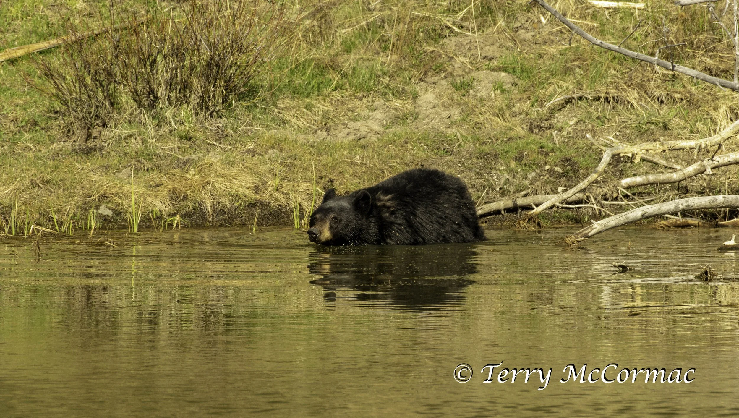 Female Black Bear Yellowstone National Park, WY