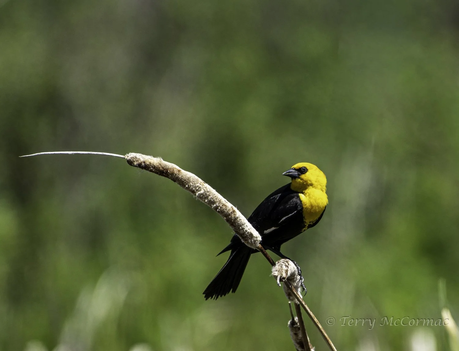 Yellow Headed Blackbird, The Bison Range
