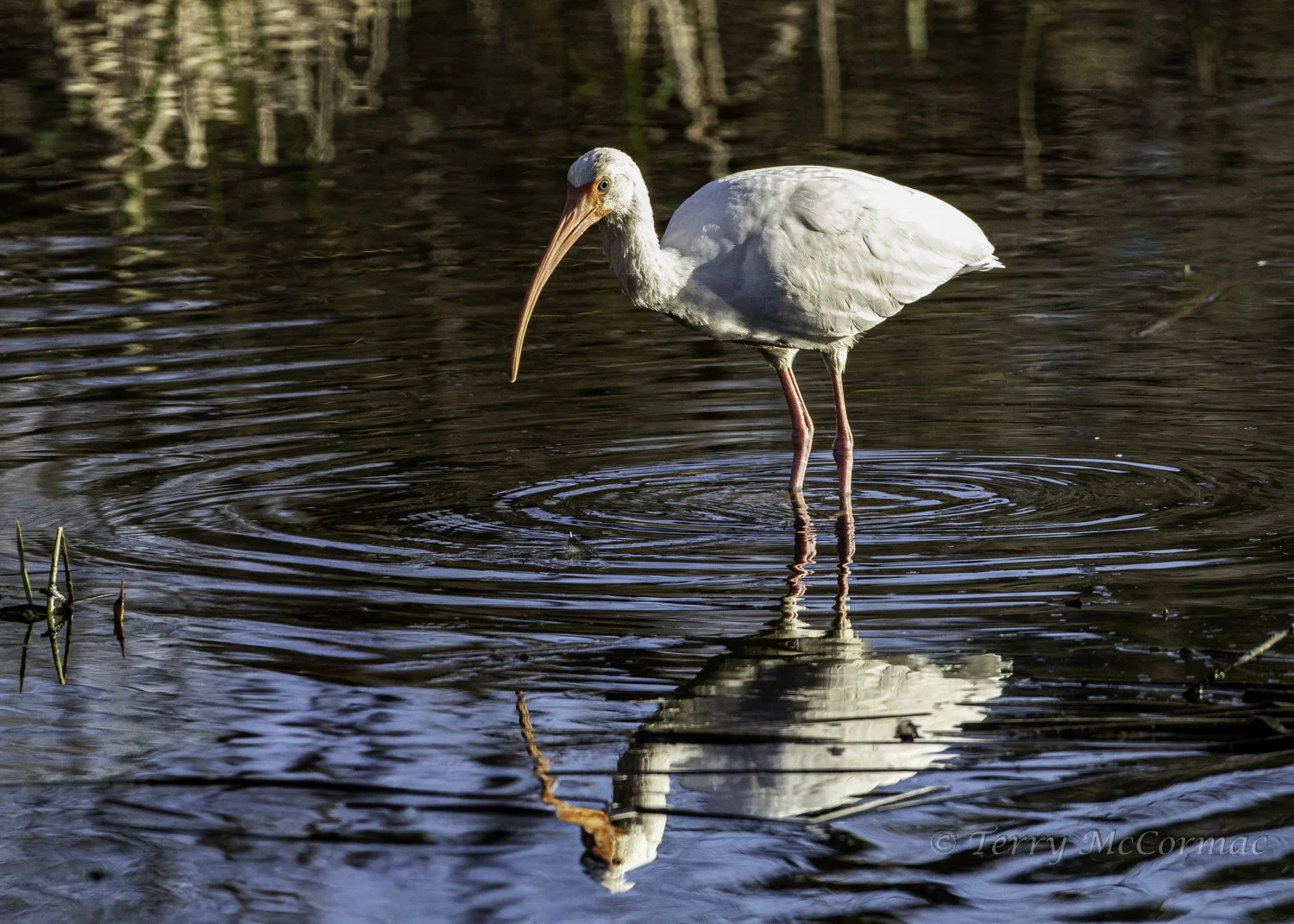 White Ibis  Aransas National Wildlife Refuge, Texas