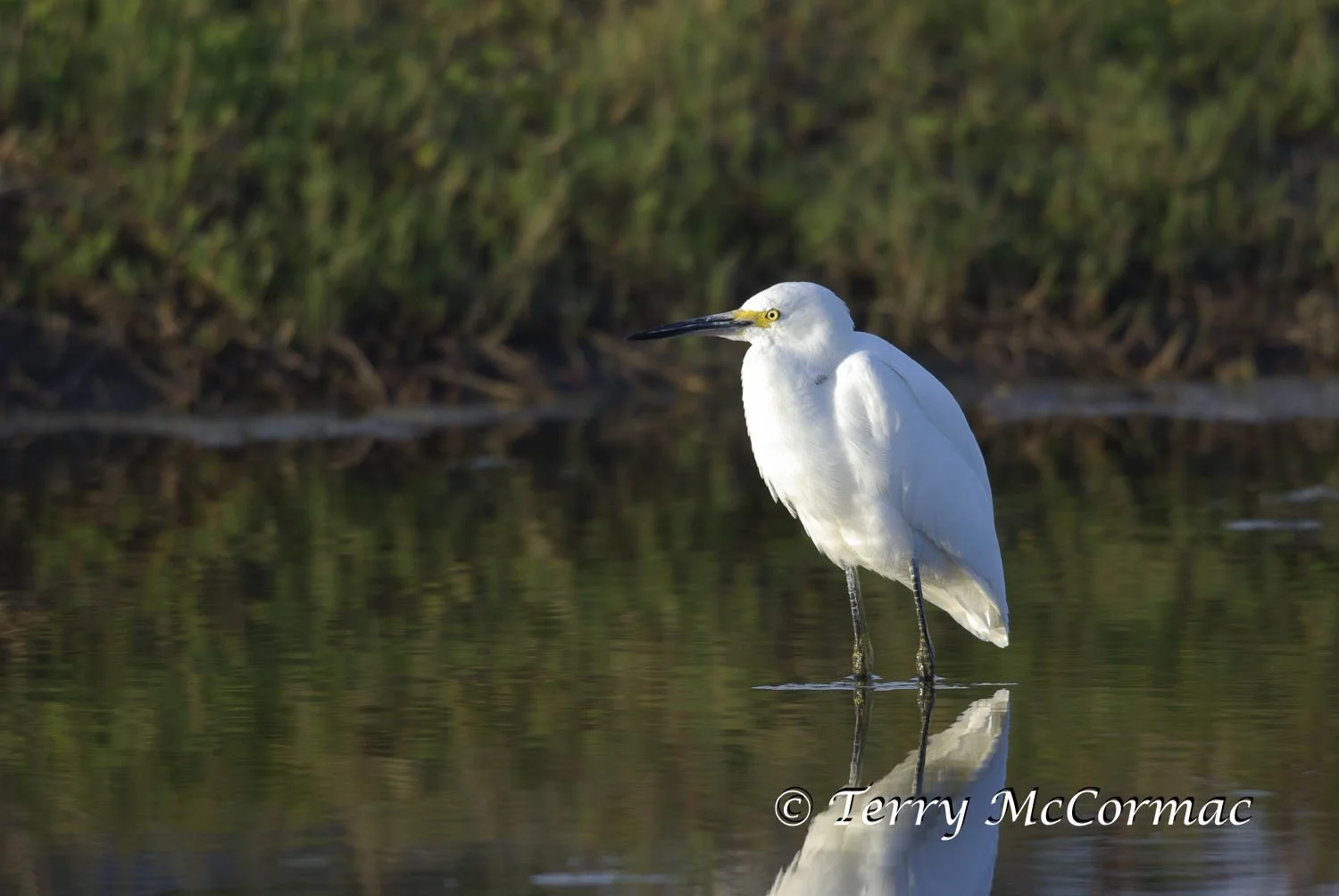 Snowy Egret