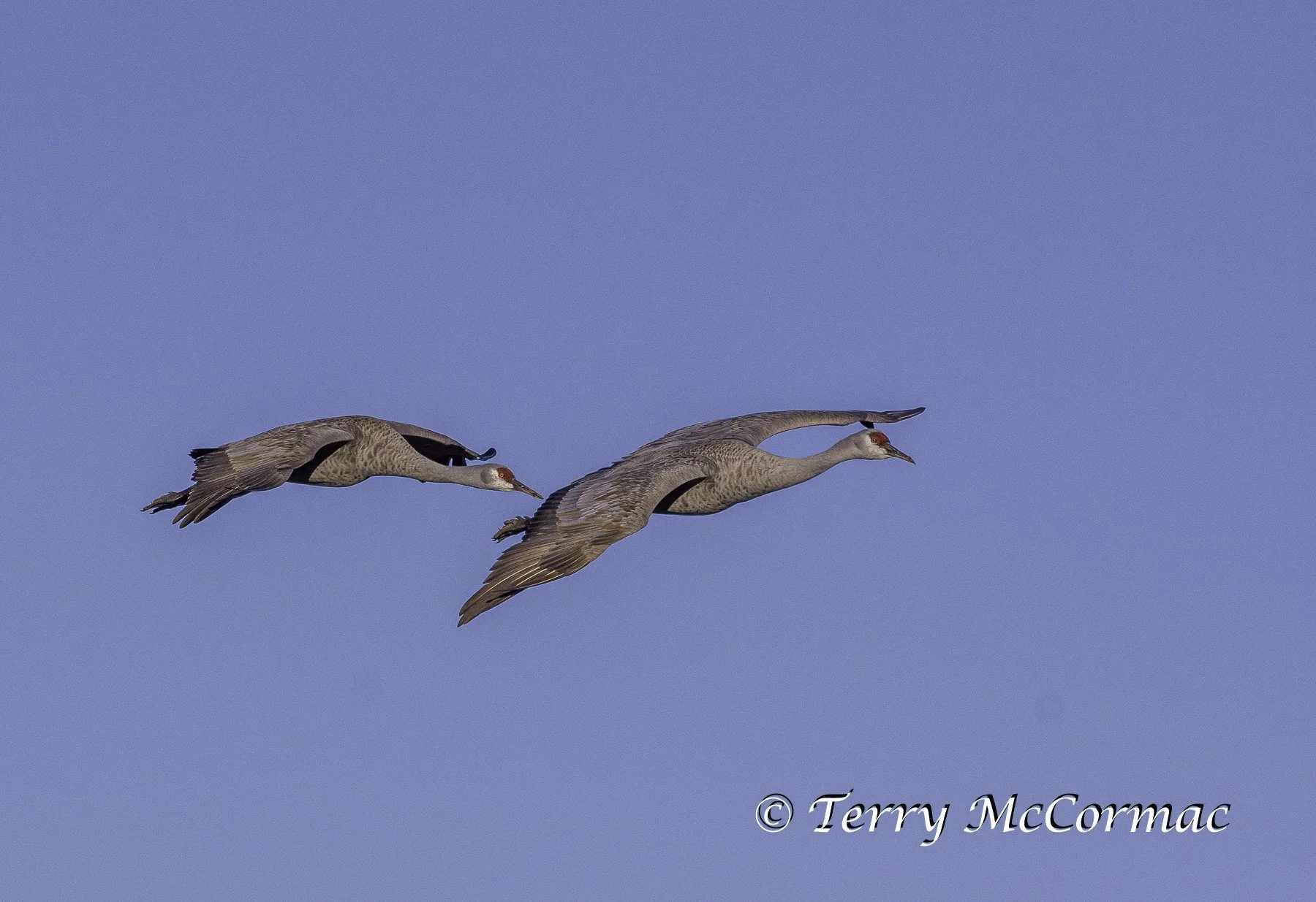 Sandhill Cranes at the Barker Ranch, Richland, WA