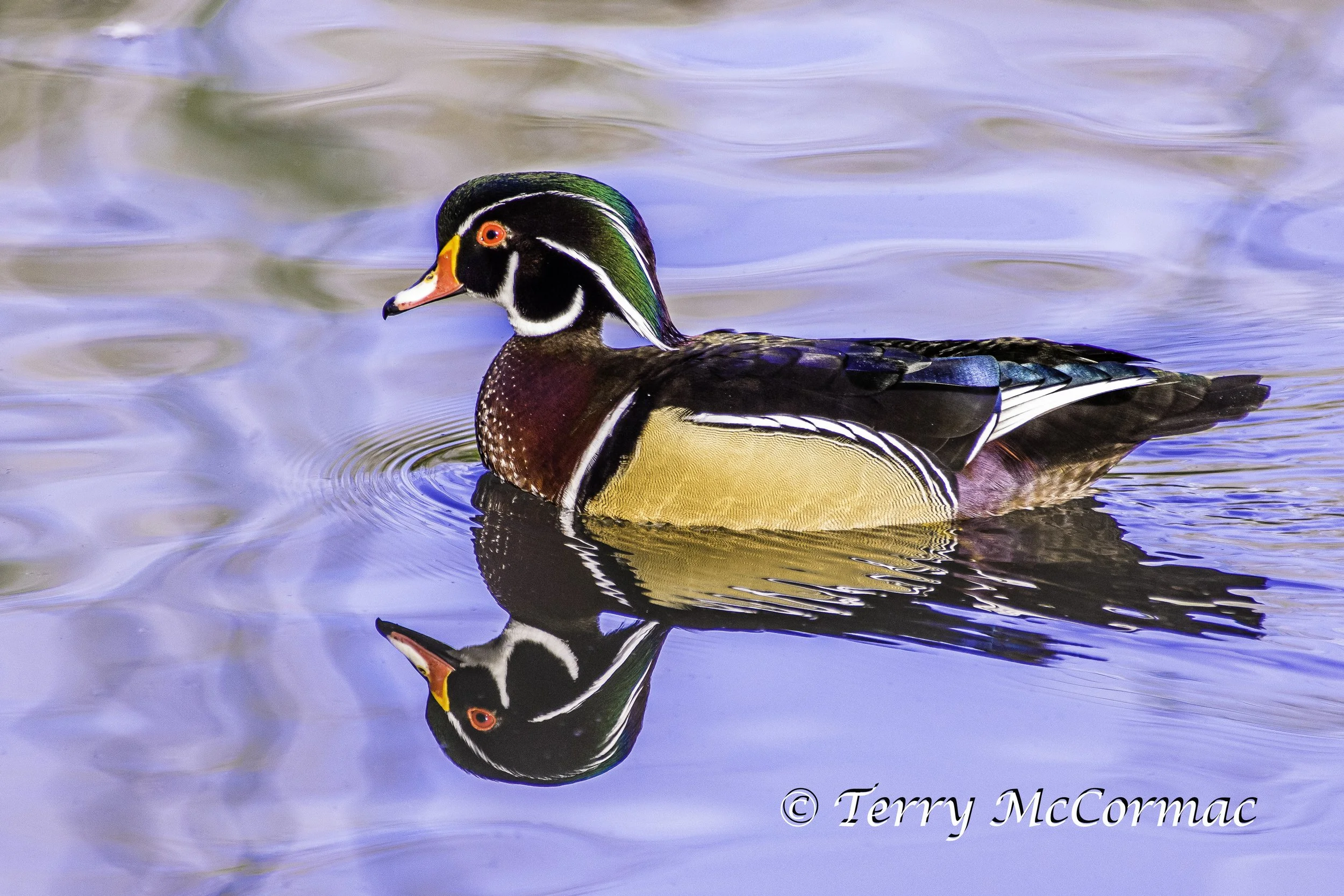 Wood Duck
