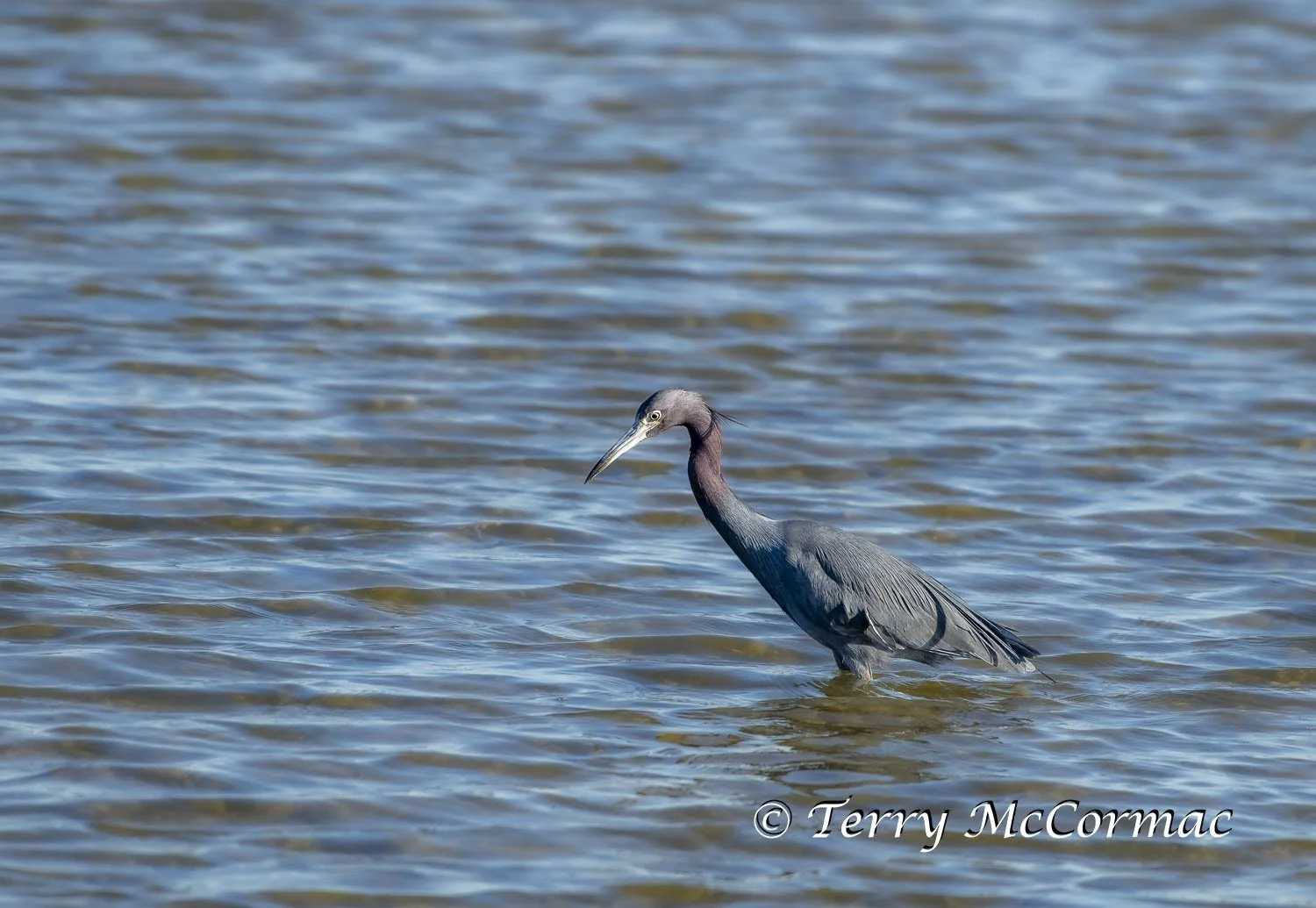 Little Blue Heron, Texas