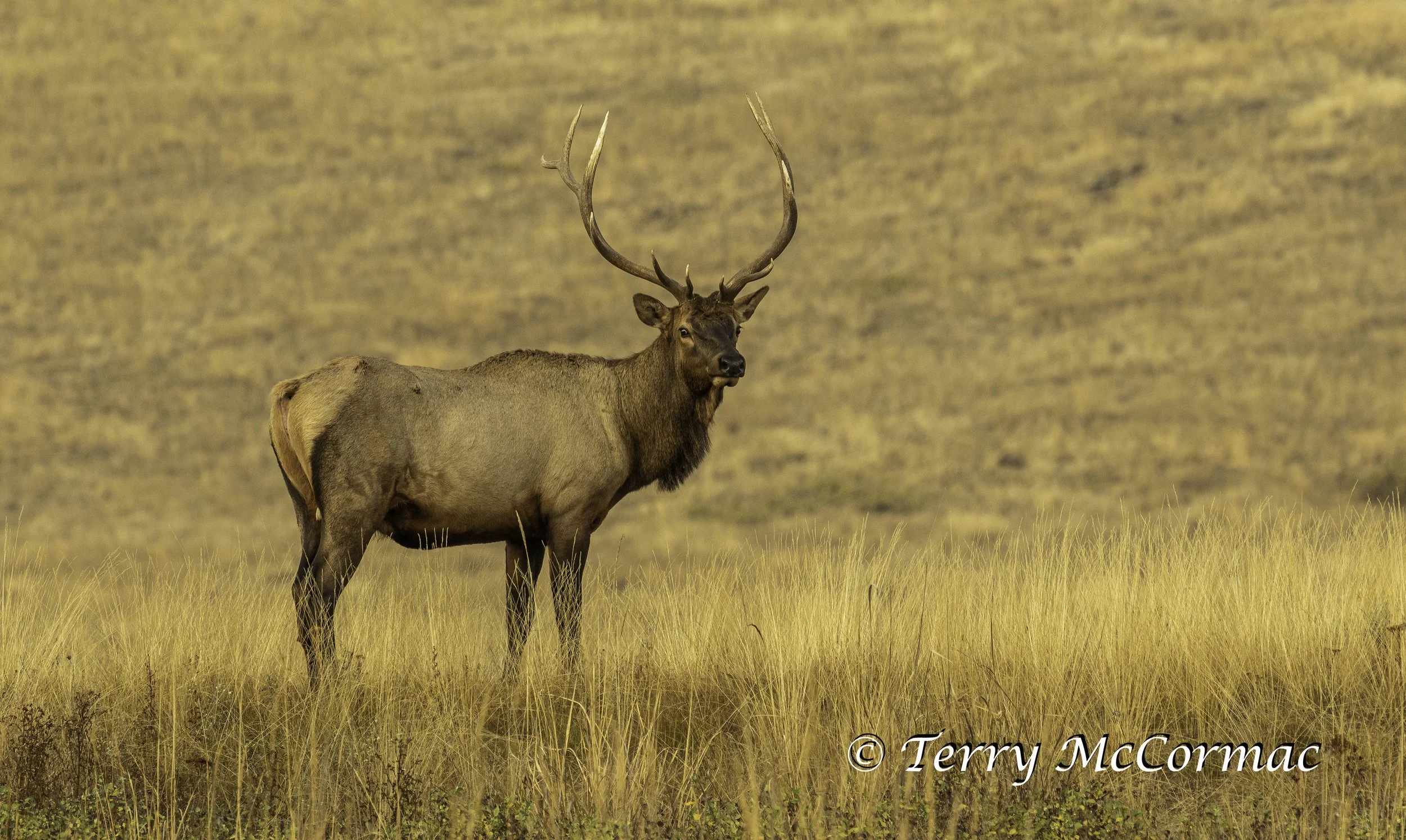 Bull Elk  The Bison Range, Montana