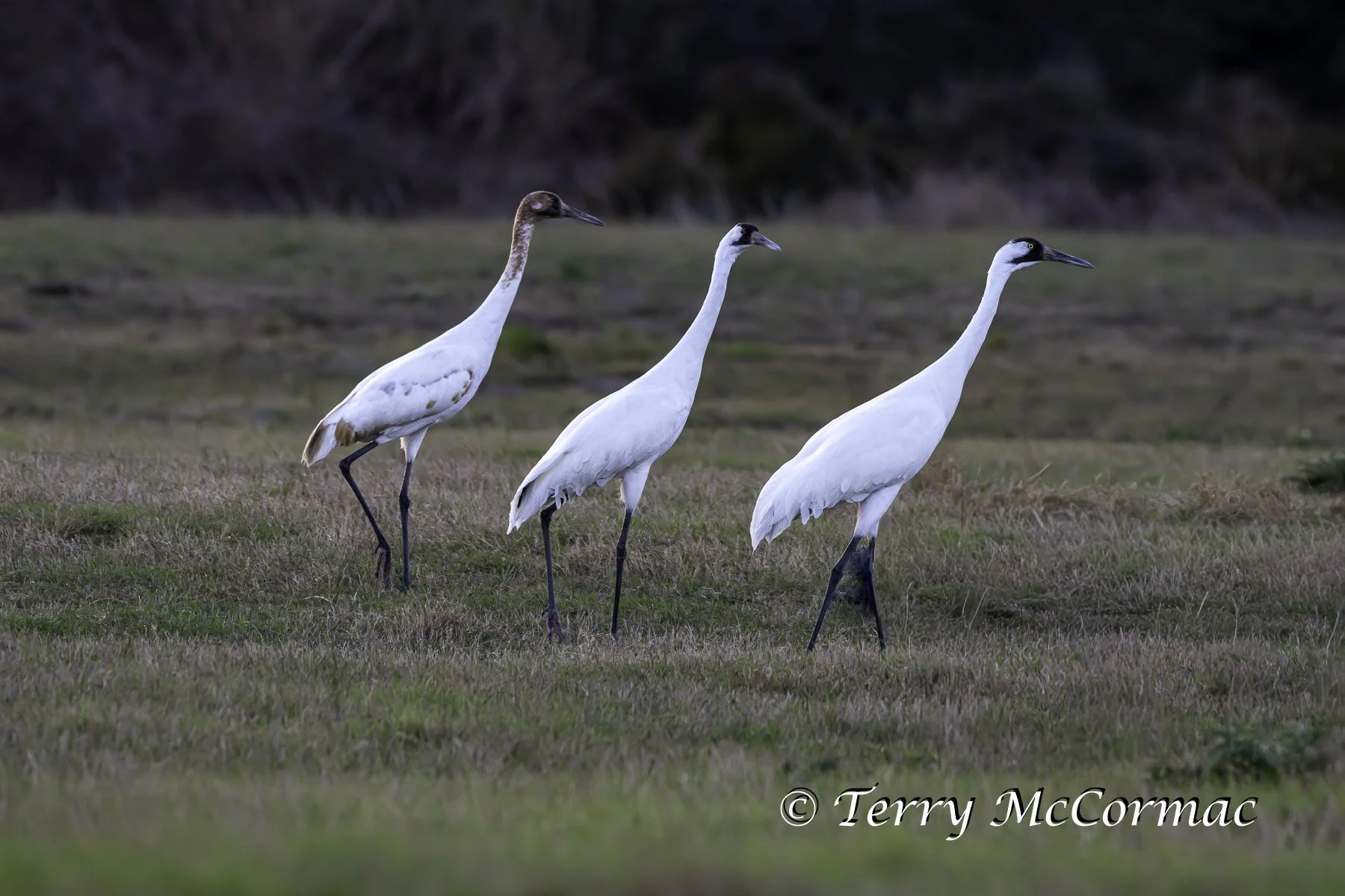 Whooping Crane "family" Goose Island,  Texas
