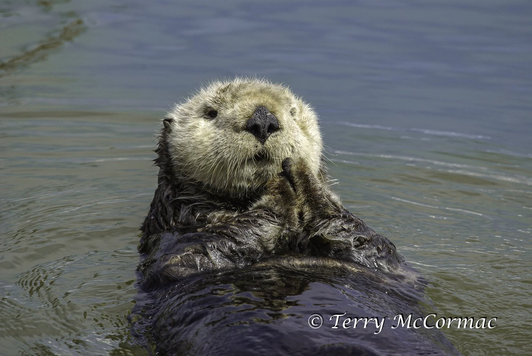 Sea Otter, Moss Landing, CA