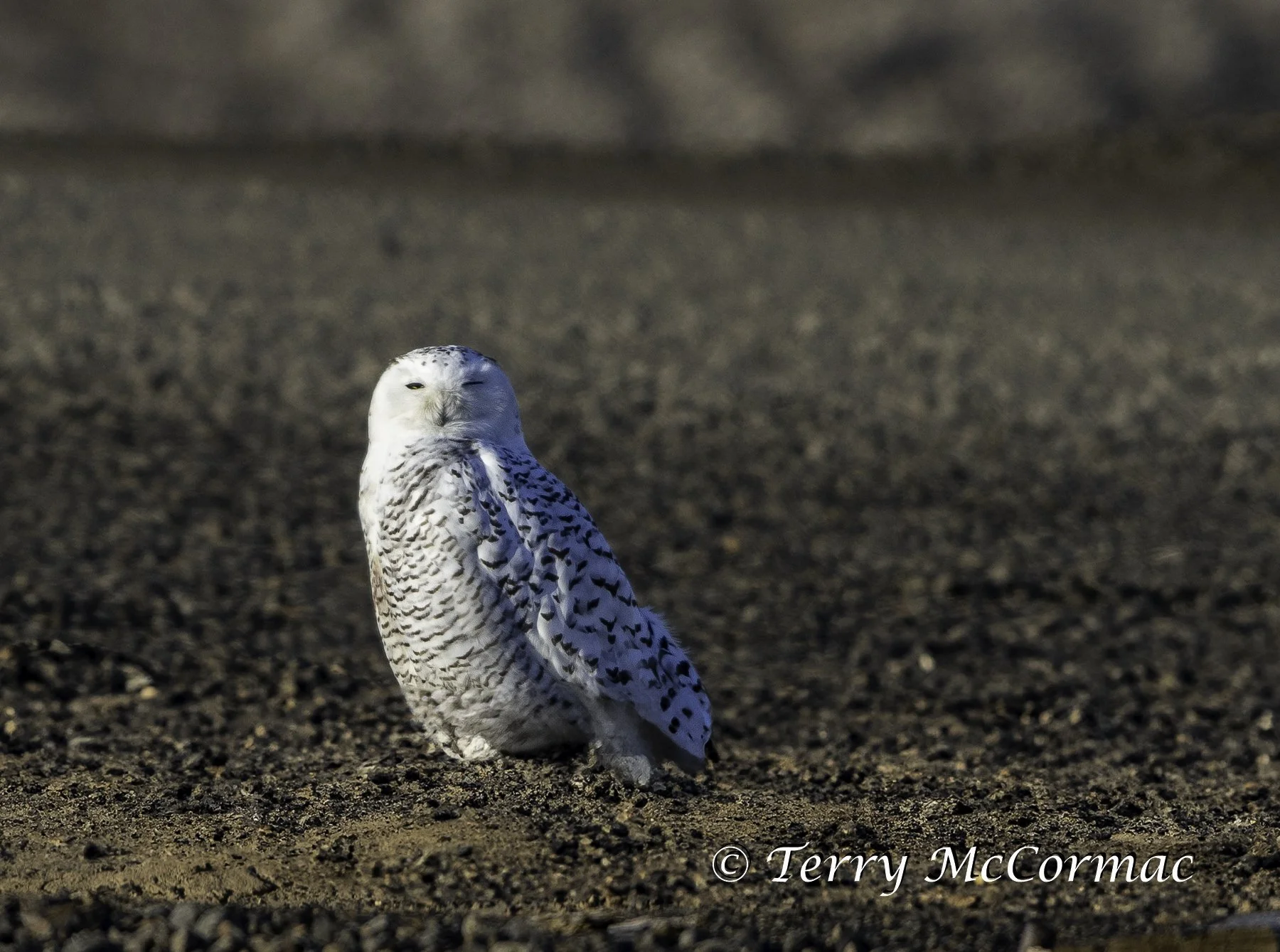 Snowy Owl, Washington State